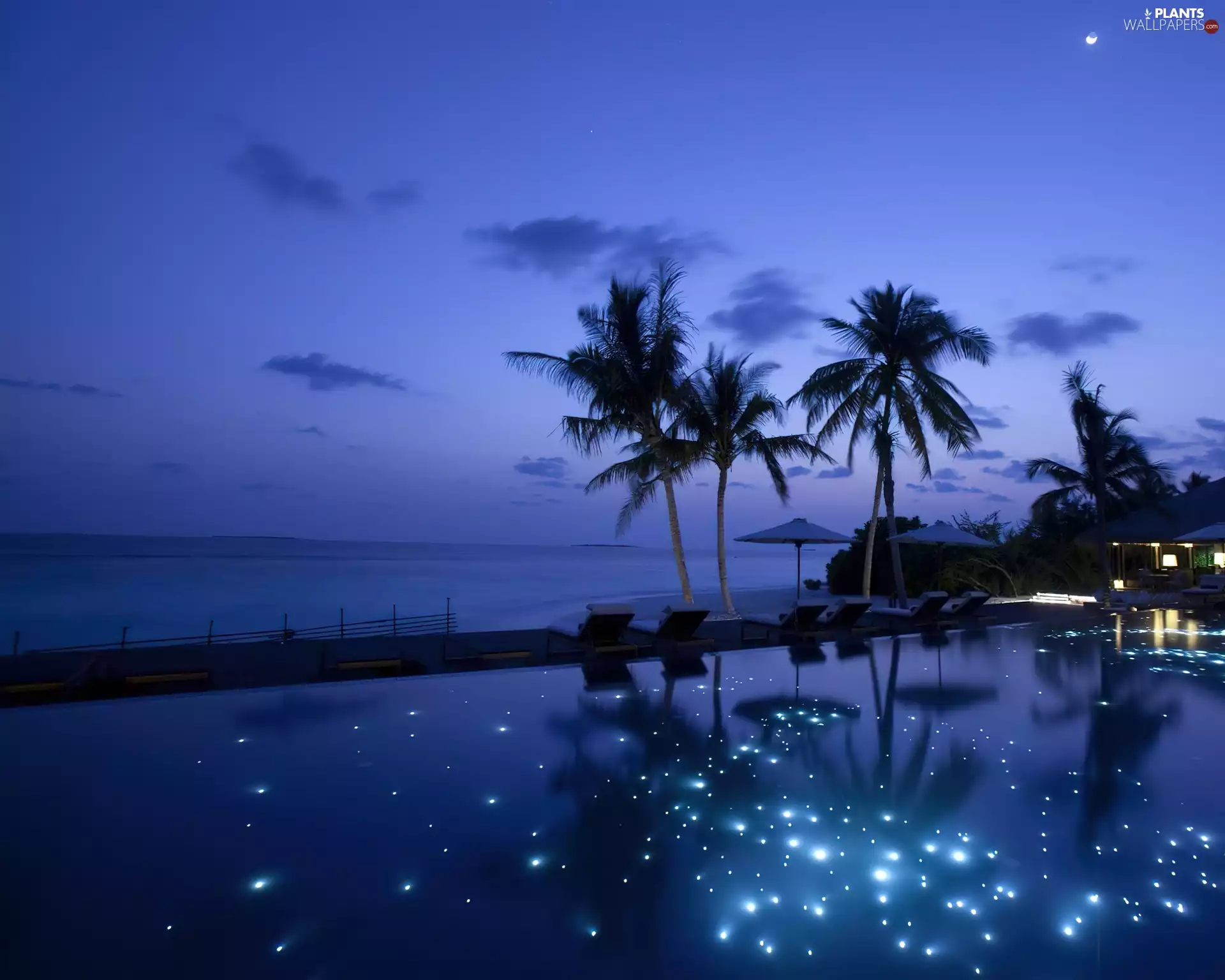 Night, sea, Palms