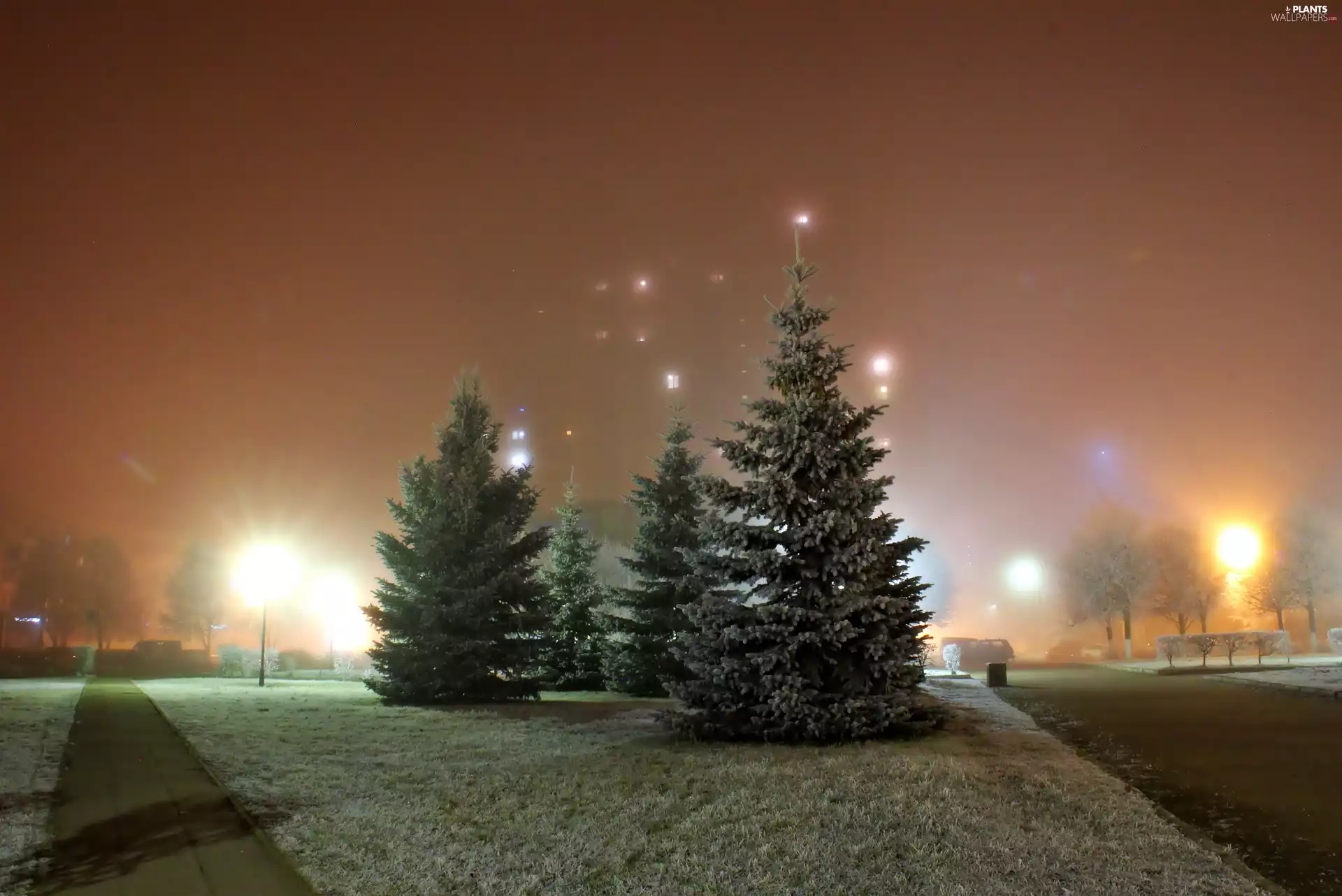 Park, Spruces, Fog, Night