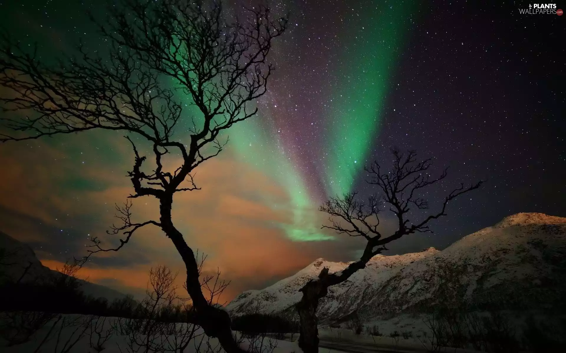 snow, Night, Polaris, trees, dawn