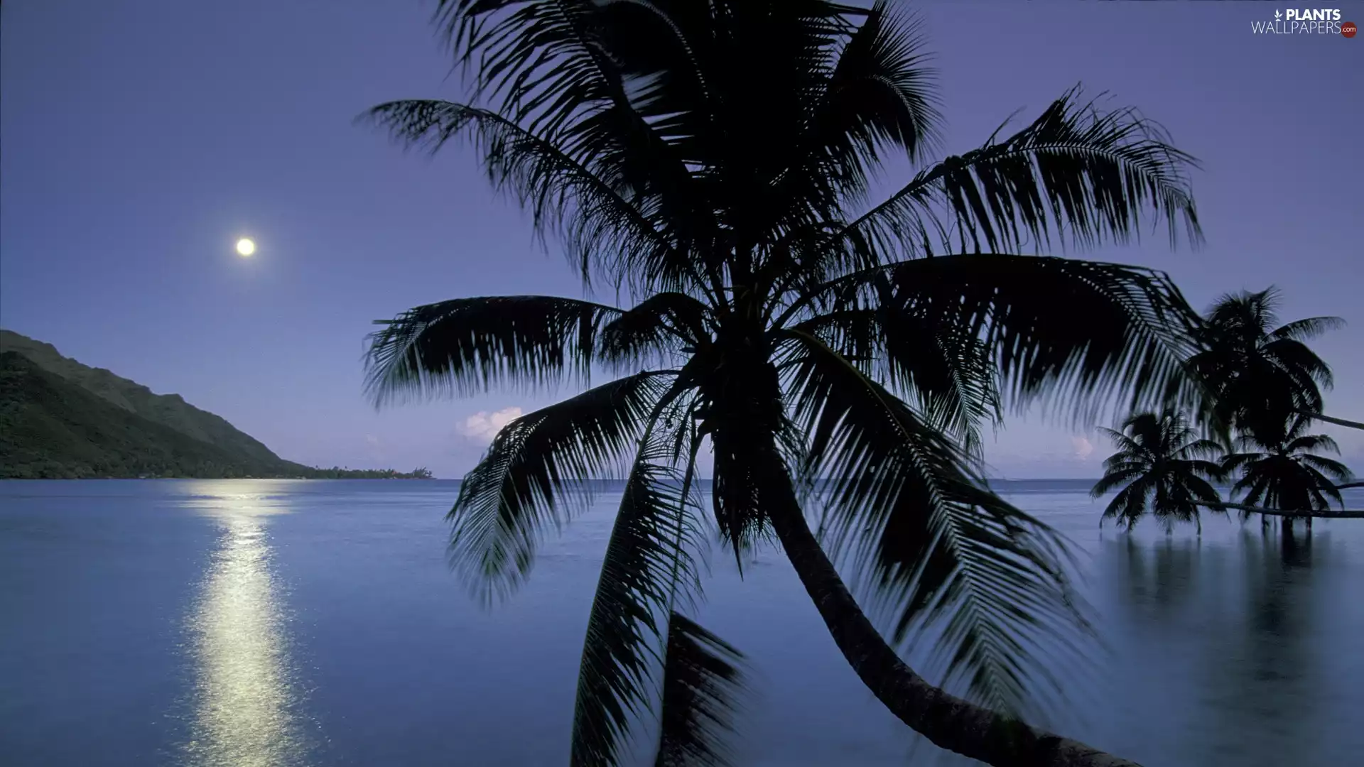sea, Palm, Sky, Night