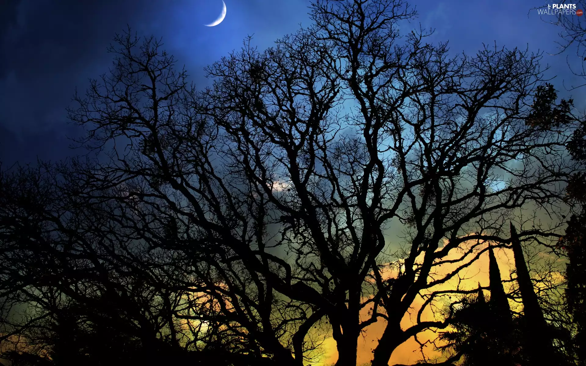 trees, moon, shadow, Night, Sky, viewes, glamour