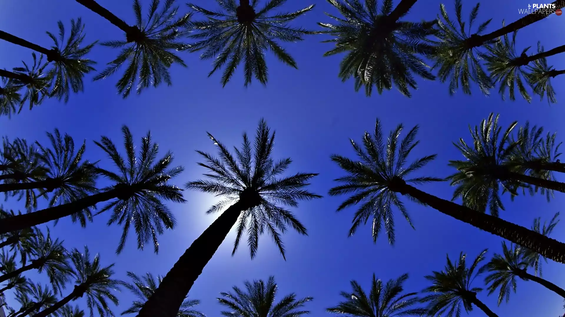 Night, Palms, Sky