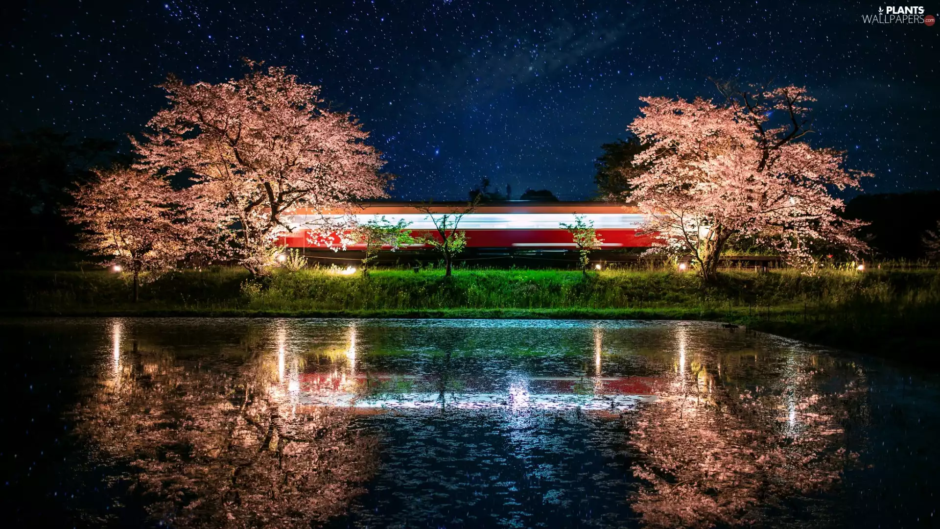 viewes, reflection, Spring, lake, star, trees, flourishing, Night