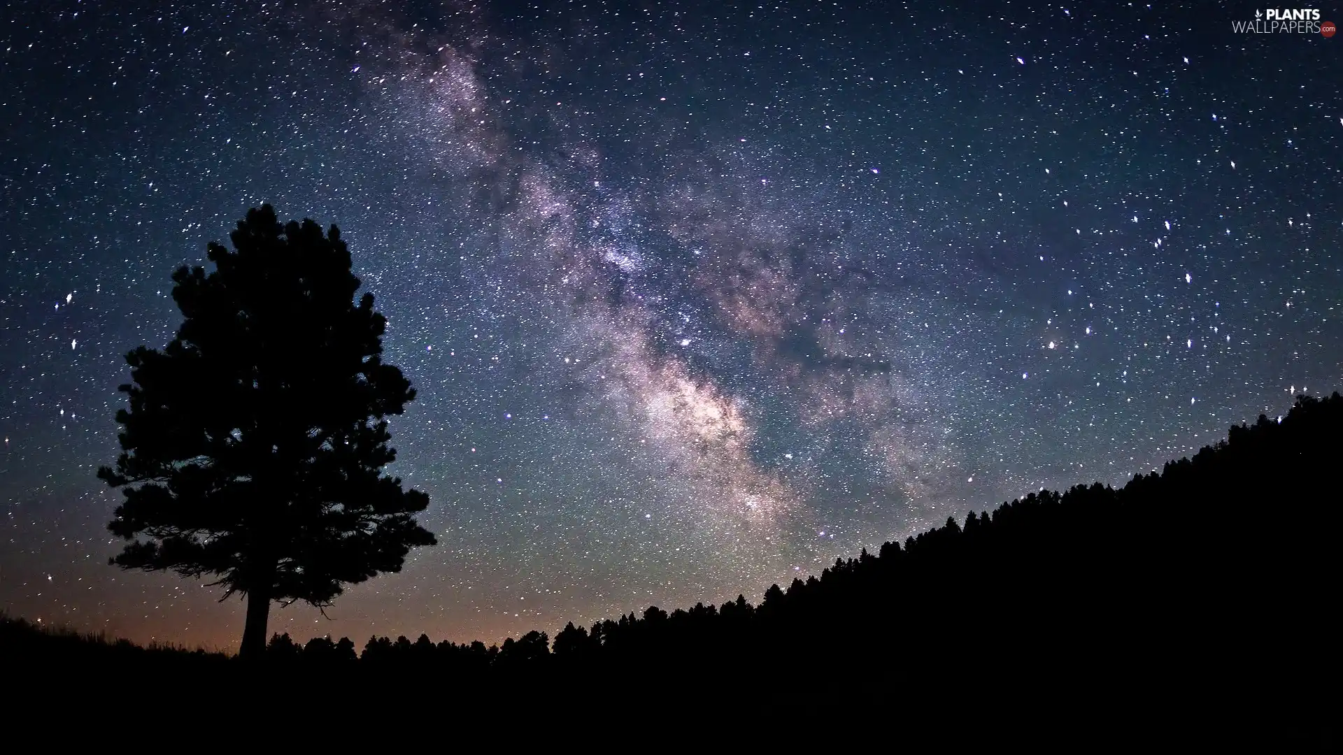 Night, trees, star