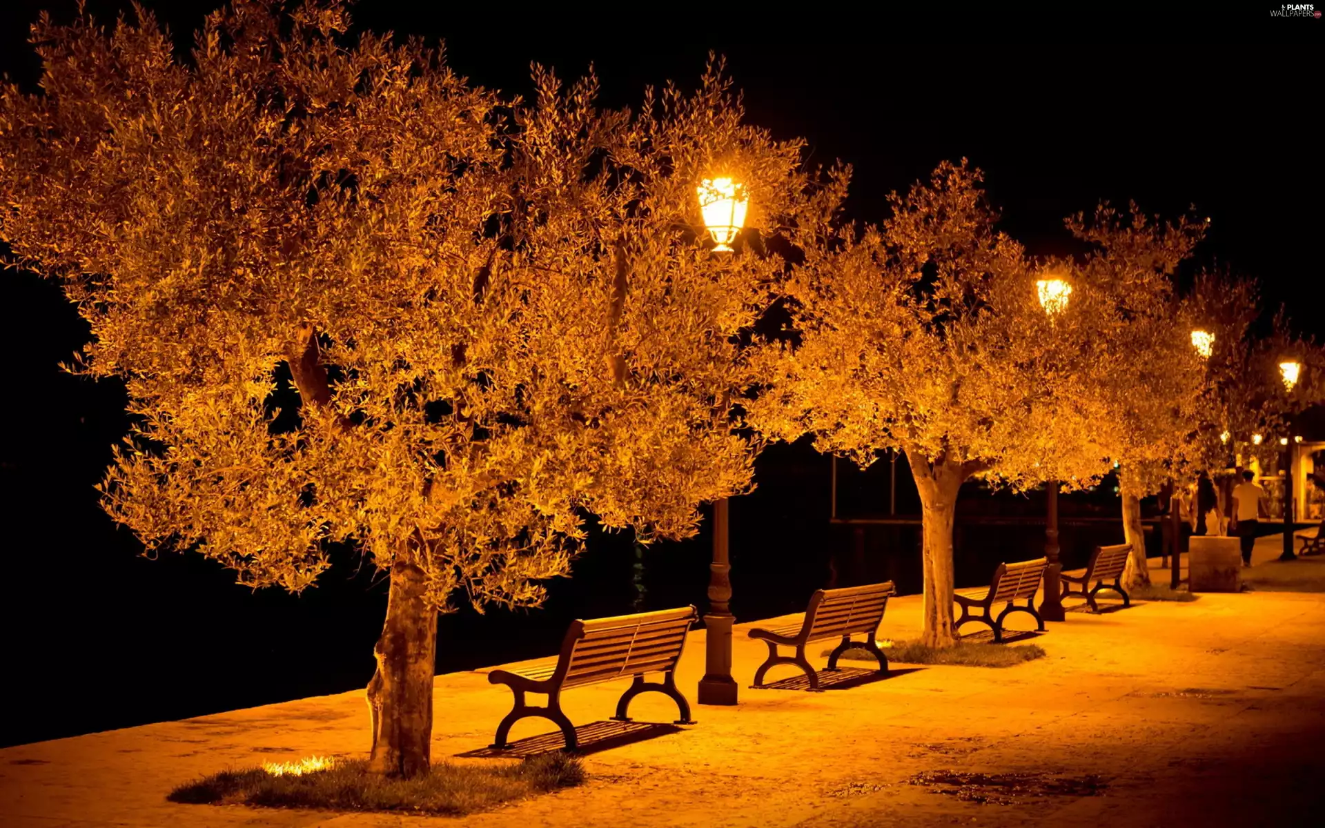 viewes, Park, Lamps, Night, bench, trees