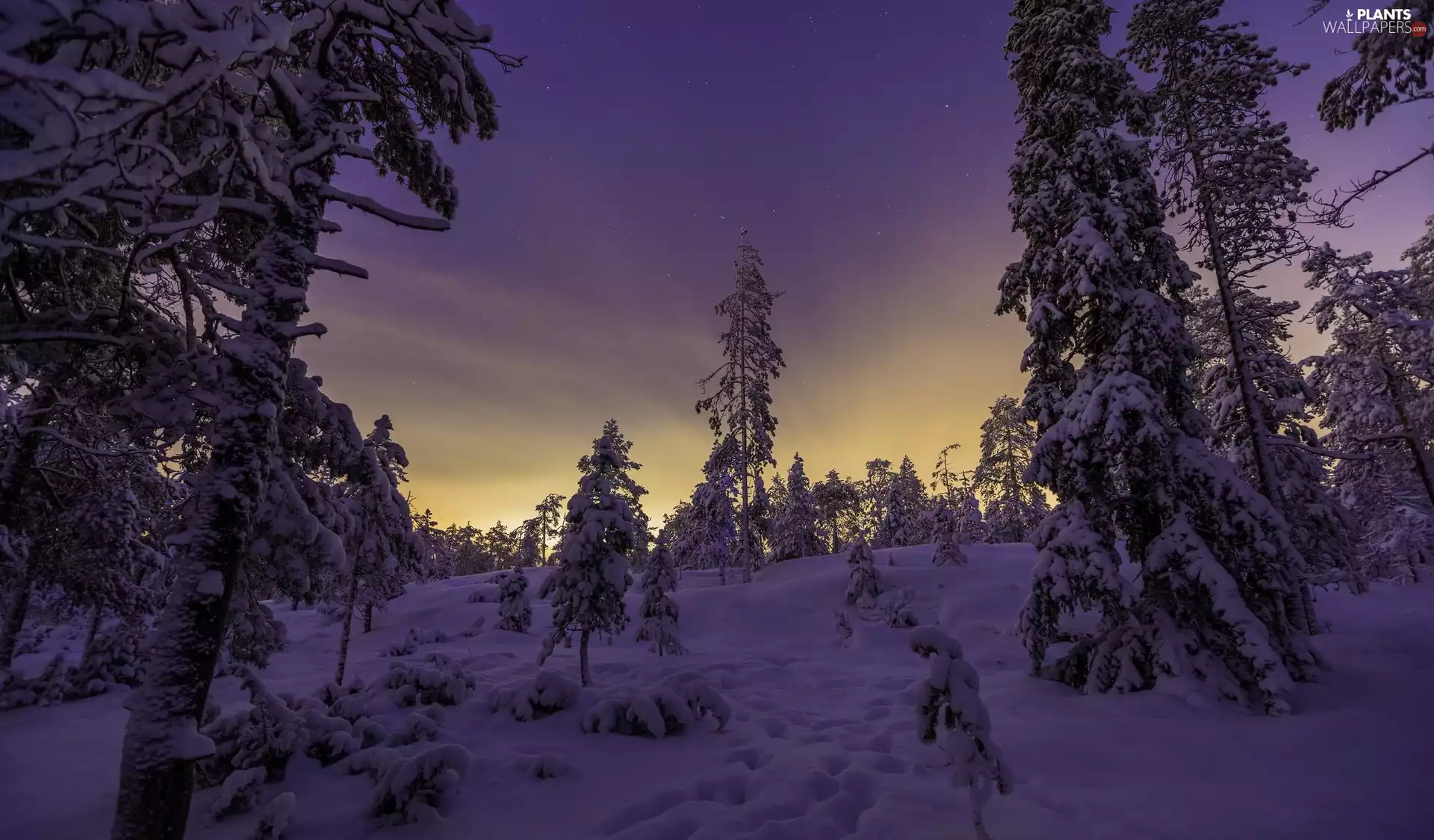 snow, Night, trees, viewes, winter