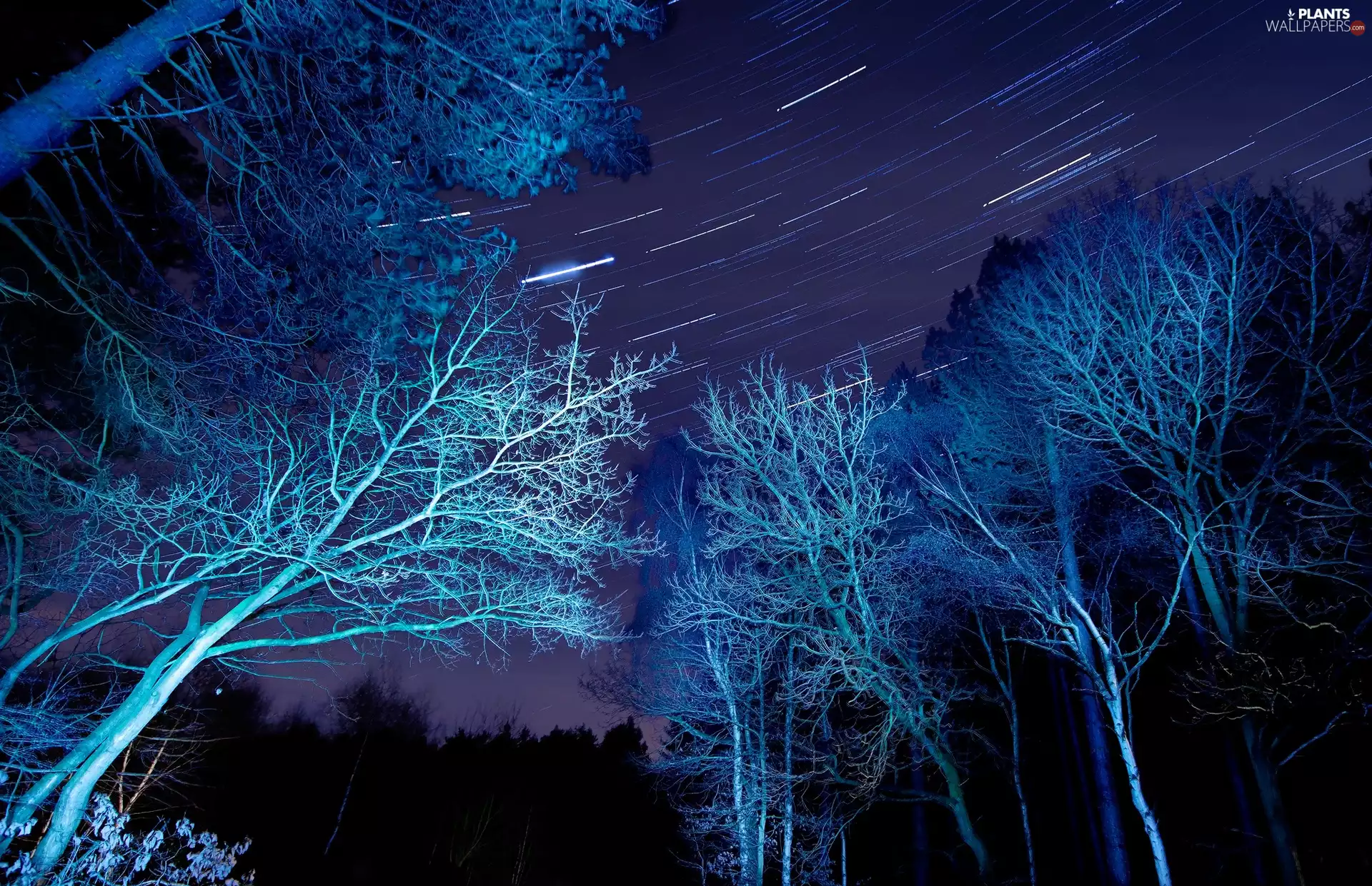 Sky, Night, viewes, autumn, trees