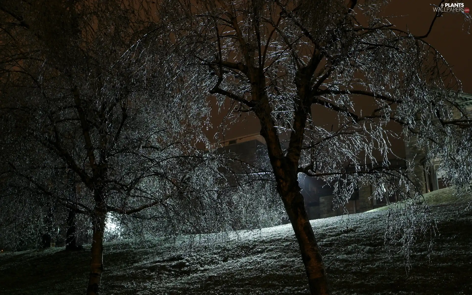 Night, trees, viewes