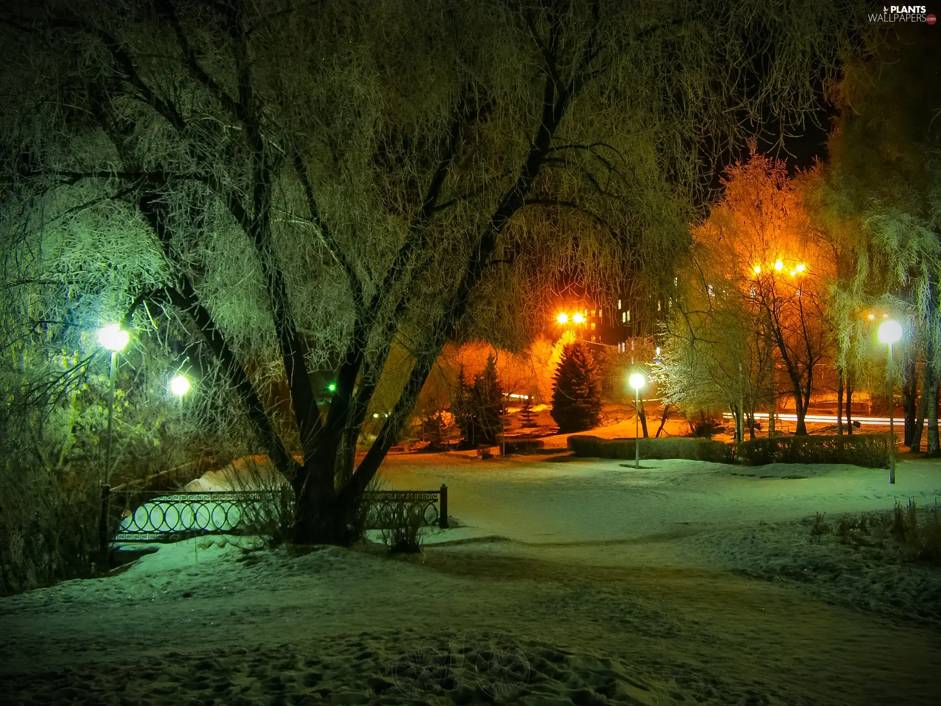 viewes, Park, Night, winter, Lamps, trees