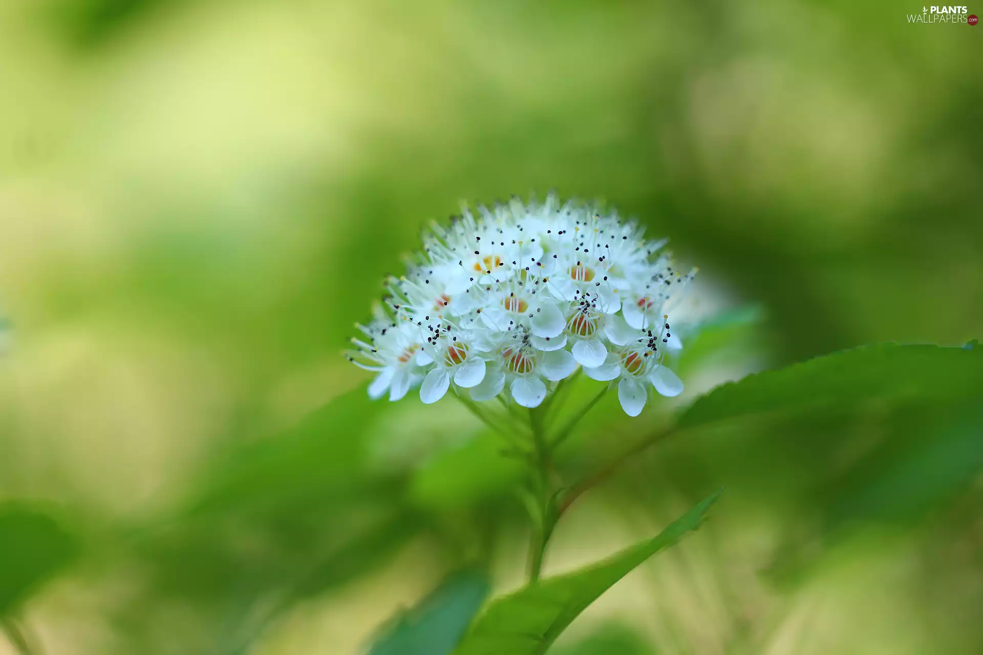 Bush, White, Flowers, Ninebark