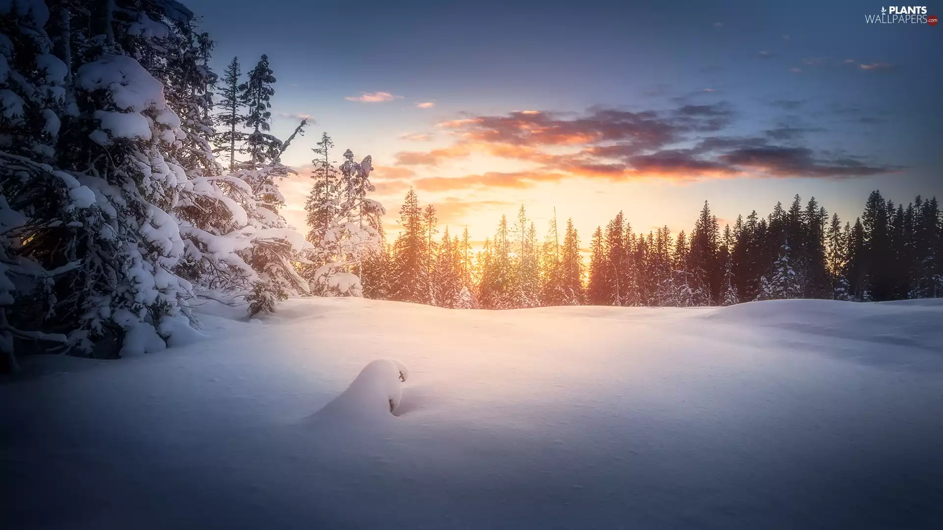 forest, Sor-Trondelag Region, Bymarka, viewes, Great Sunsets, Norway, Trondheim City, clouds, trees, winter