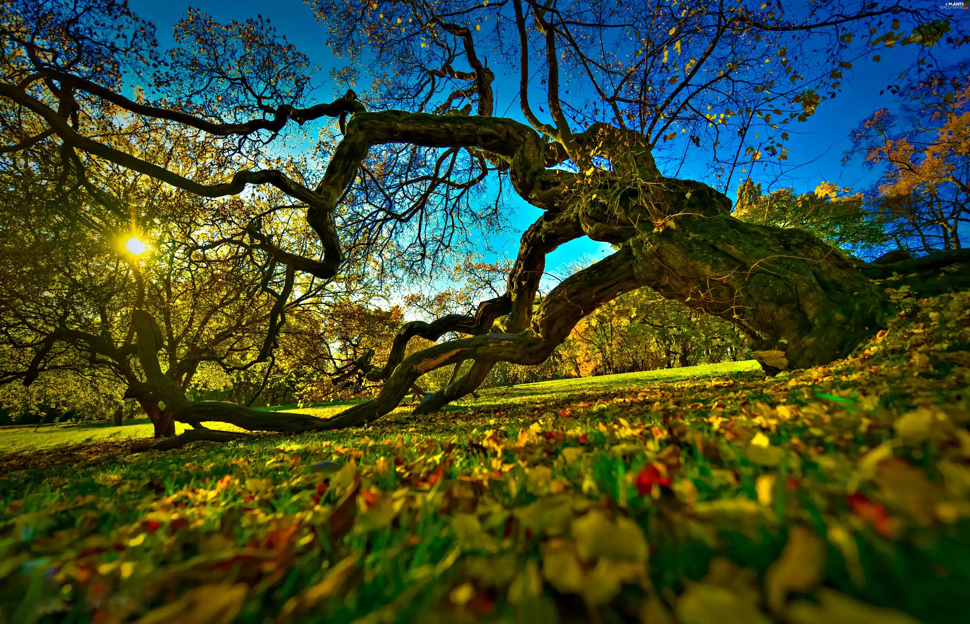 trees, Sunrise, Oslo, Sloping, autumn, botanical garden, Norway
