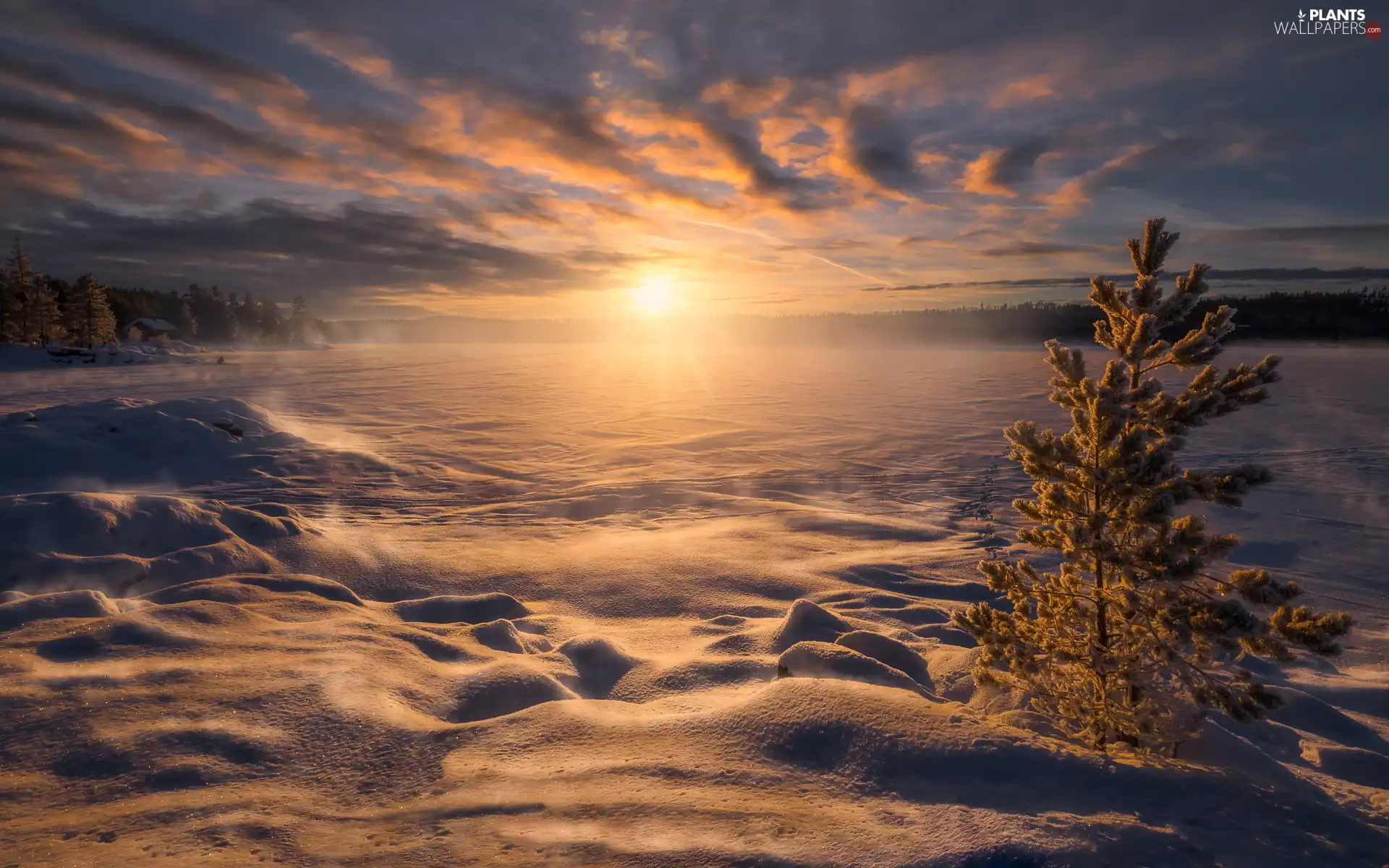 Snowy, snow, Ringerike, Great Sunsets, winter, trees, Norway