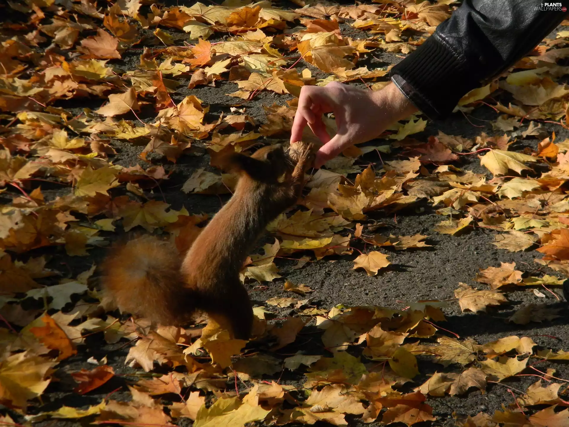 squirrel, Feedings, Leaf, nut
