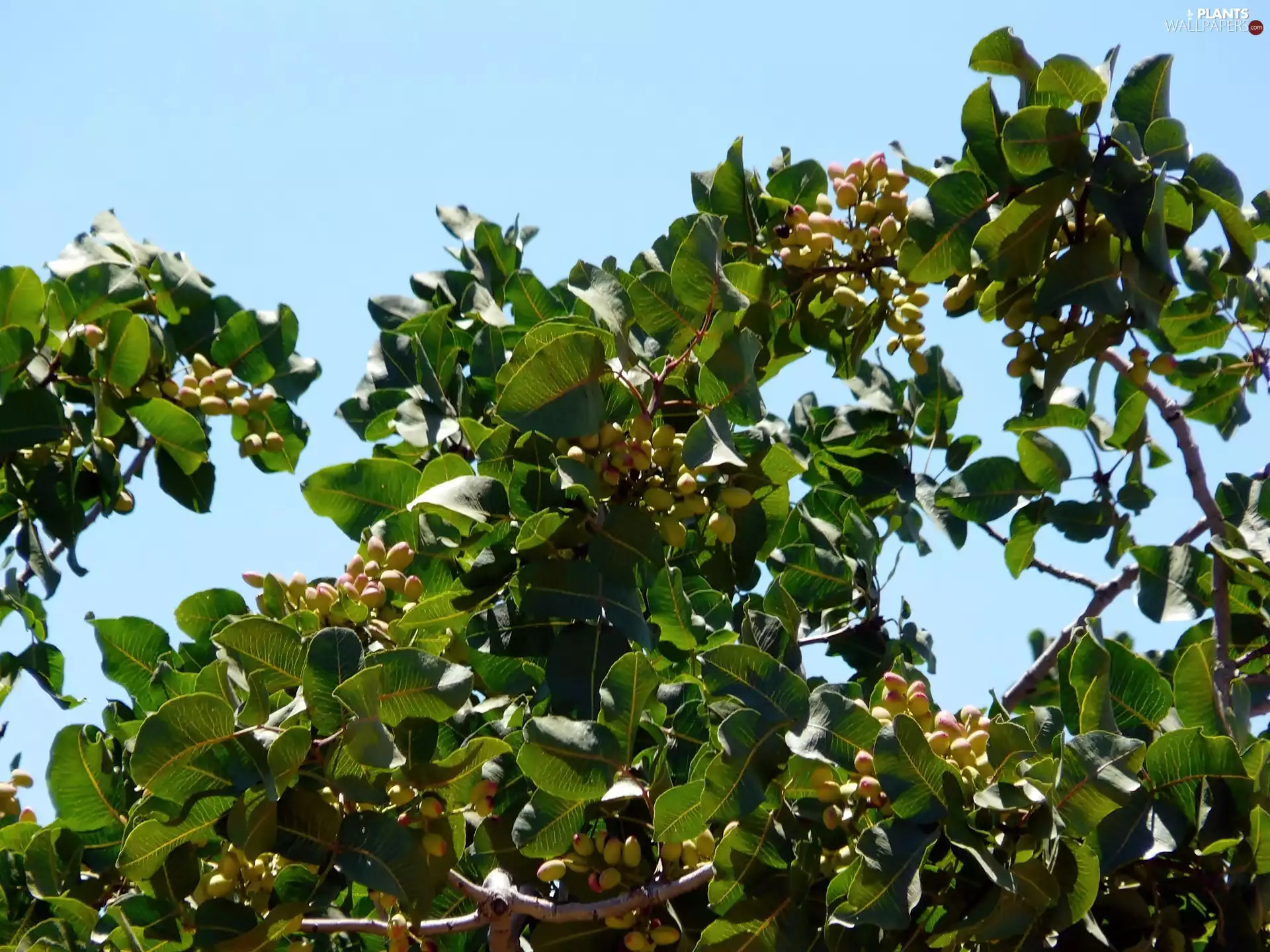 nuts, sapling, pistachio