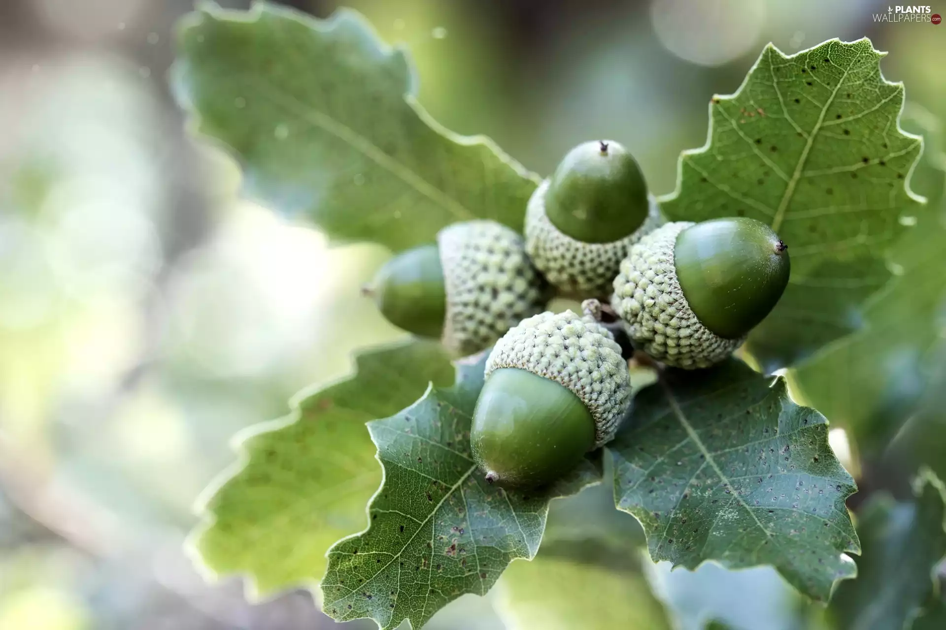 oak, Acorns