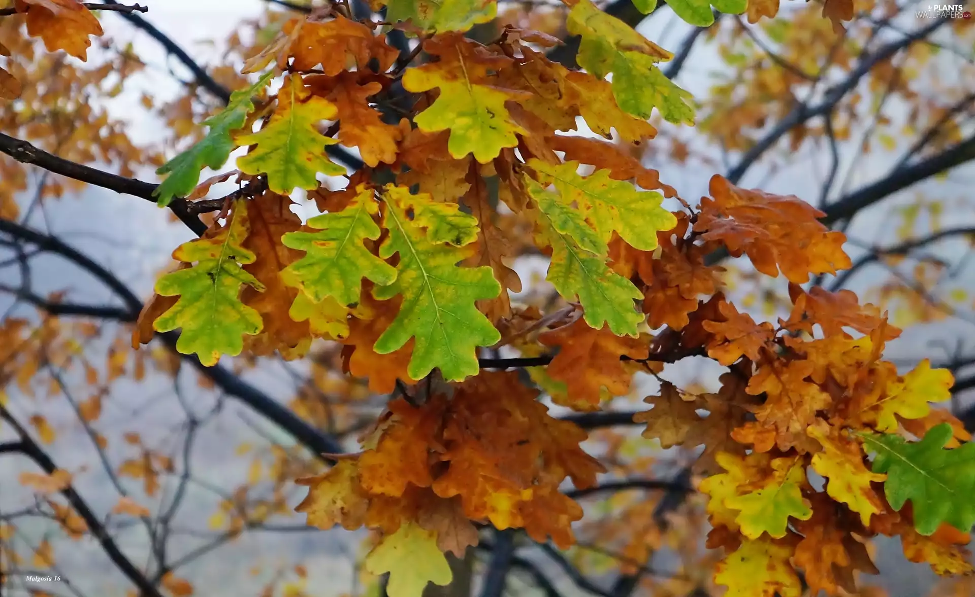 Autumn, oak, branch pics, Leaf