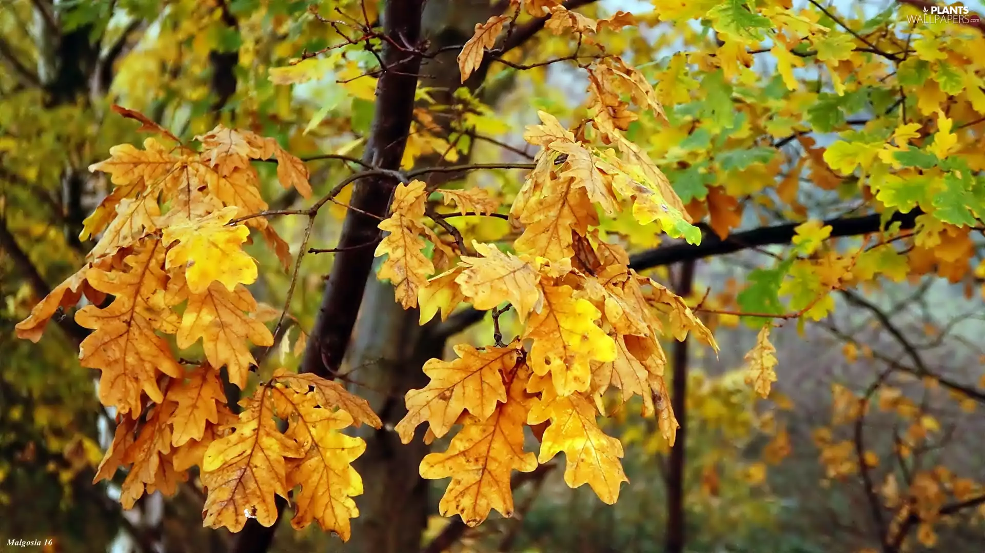 Autumn, oak, branch pics, Leaf