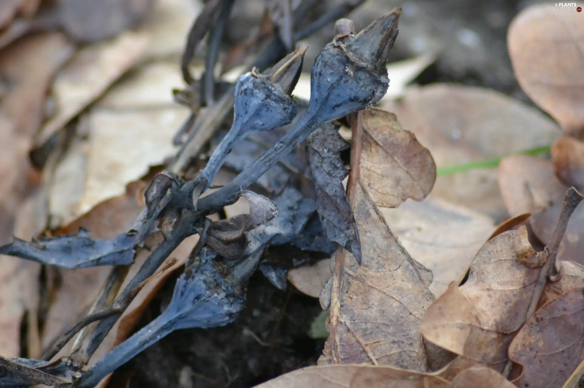 dry, Leaf, oak, Platycodon