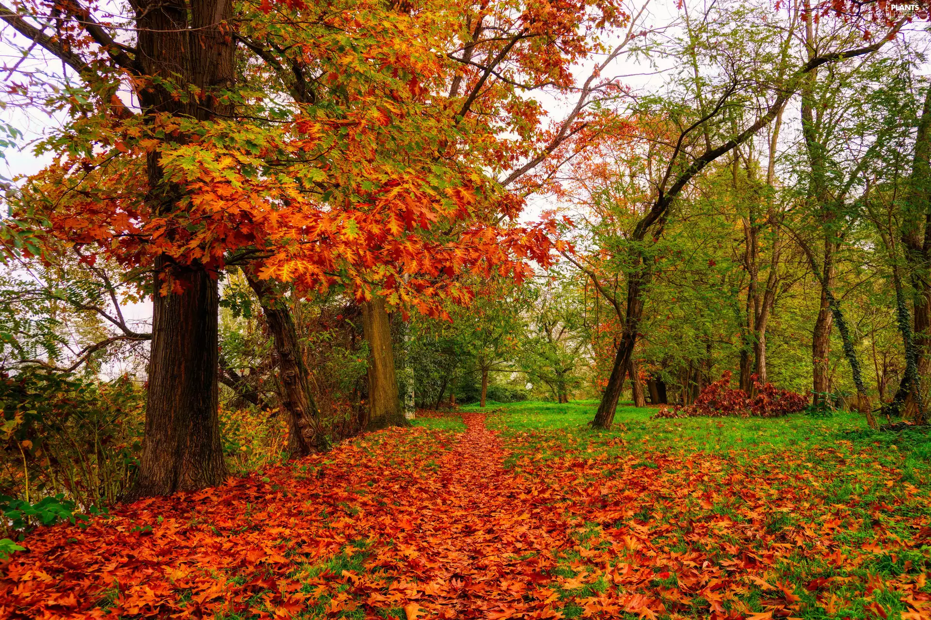 Leaf, autumn, viewes, oak, trees, fallen