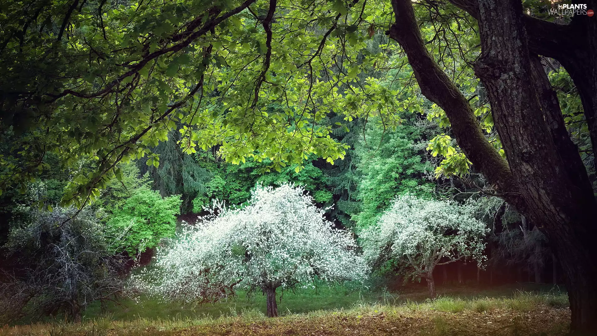flourishing, Spring, viewes, oak, trees, forest