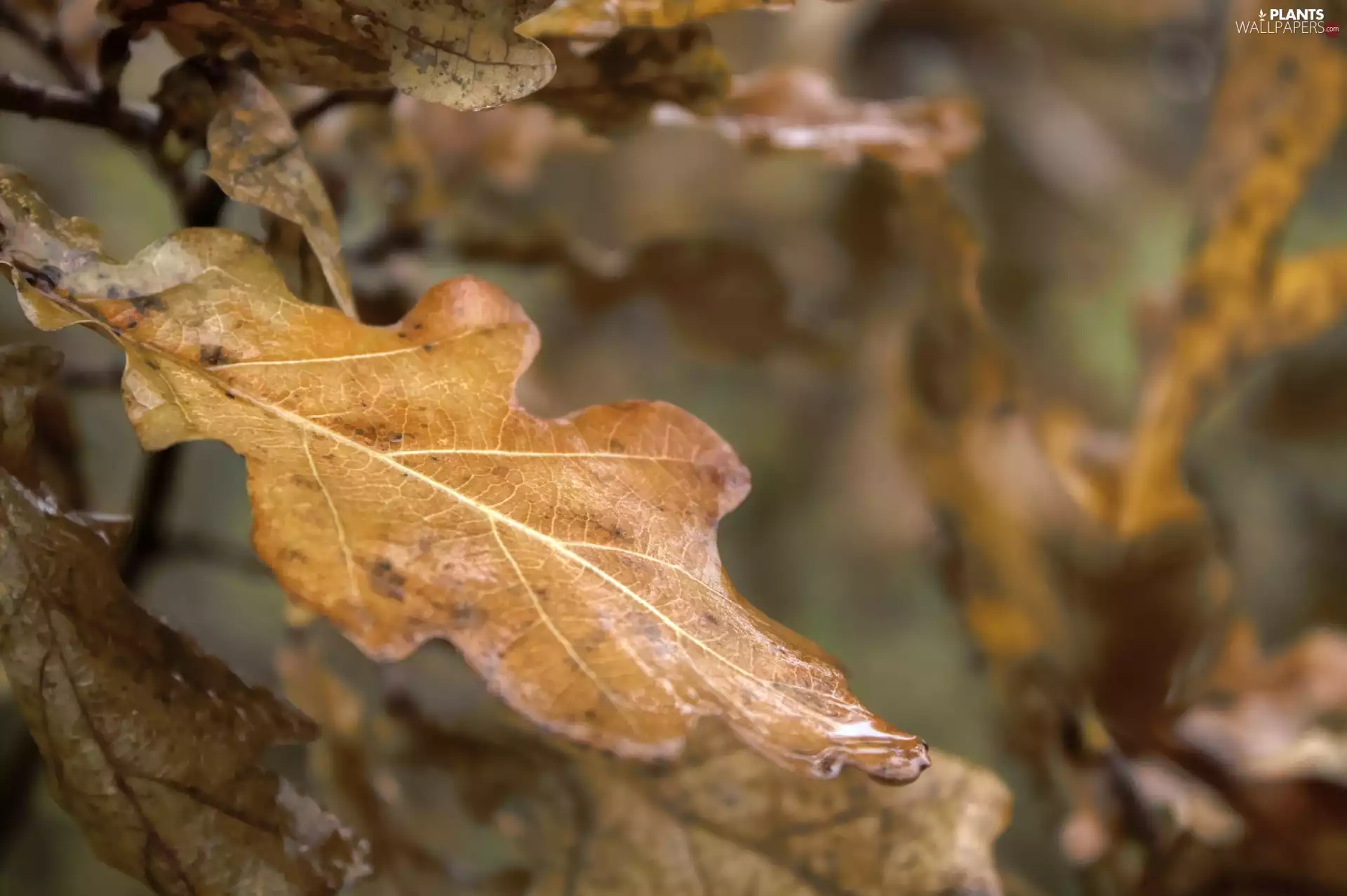 leaf, wet, autumn, oak