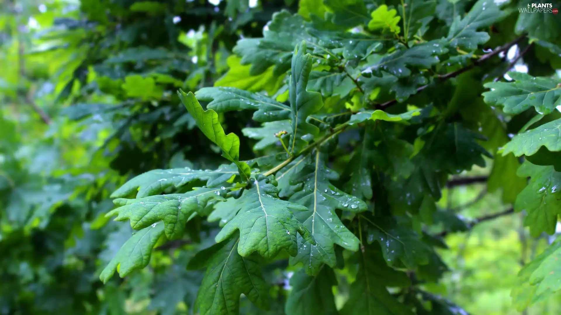 Leaf, twig, rapprochement, oak