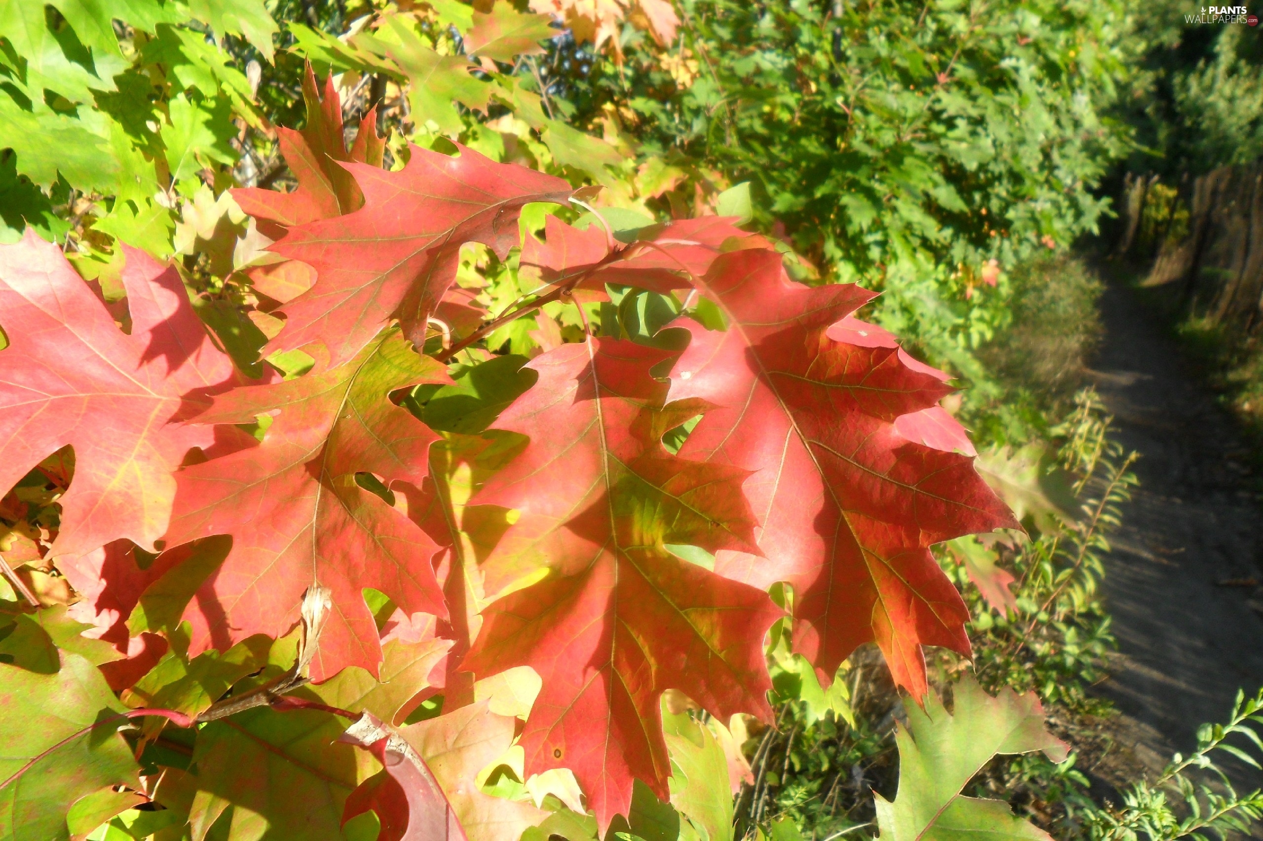 oak, Red, Leaf