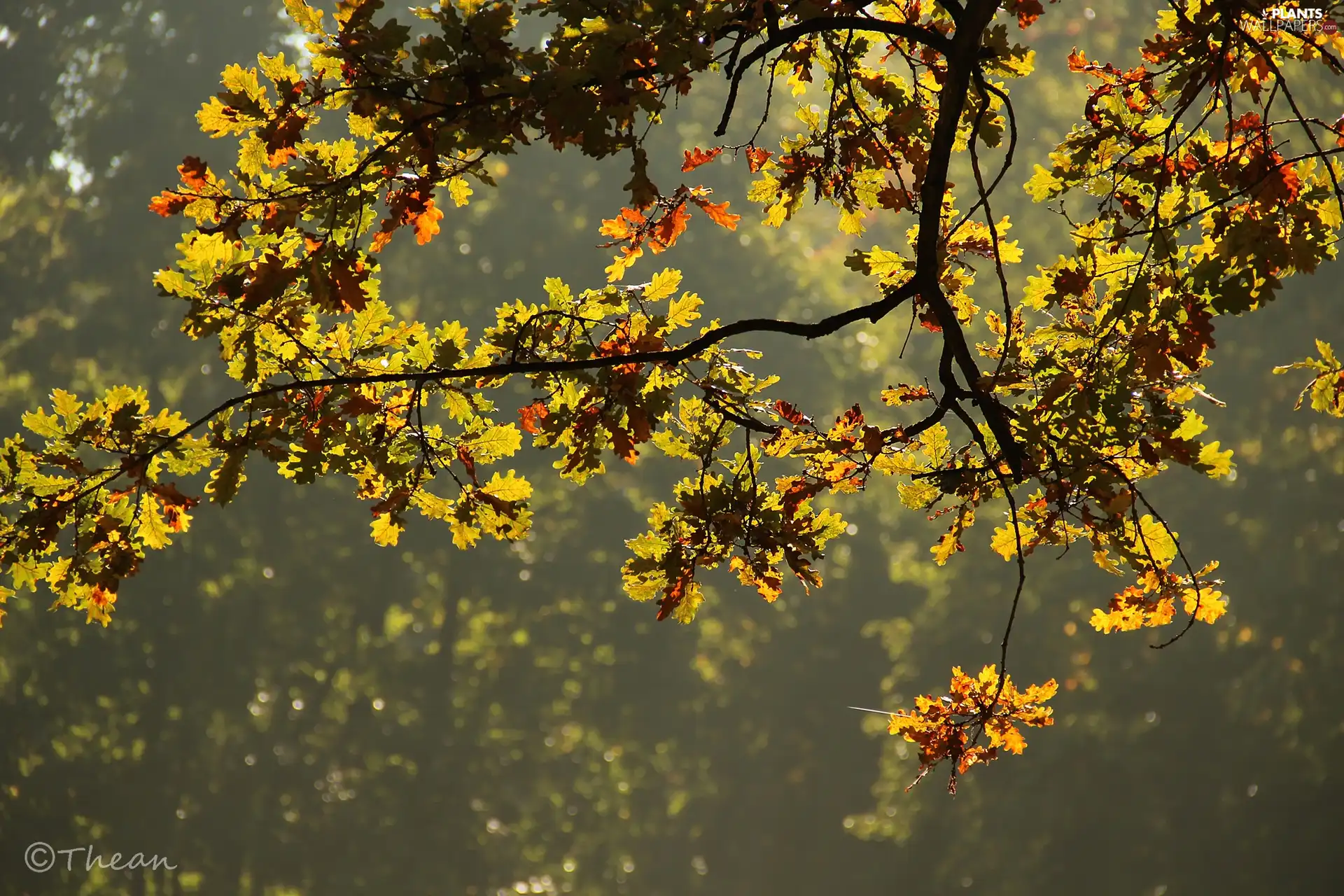 Leaf, trees, oak, branch