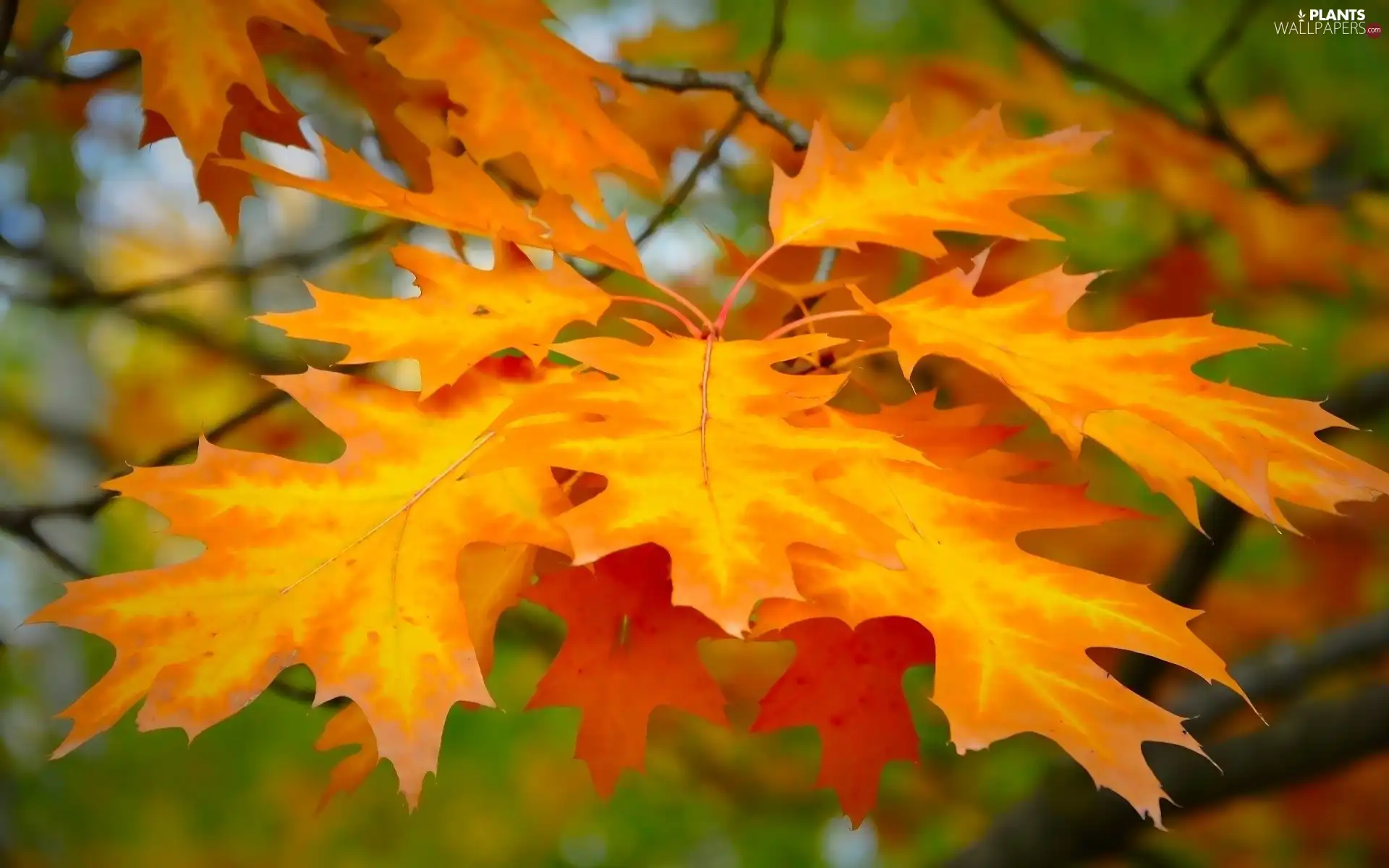 Leaf, oak