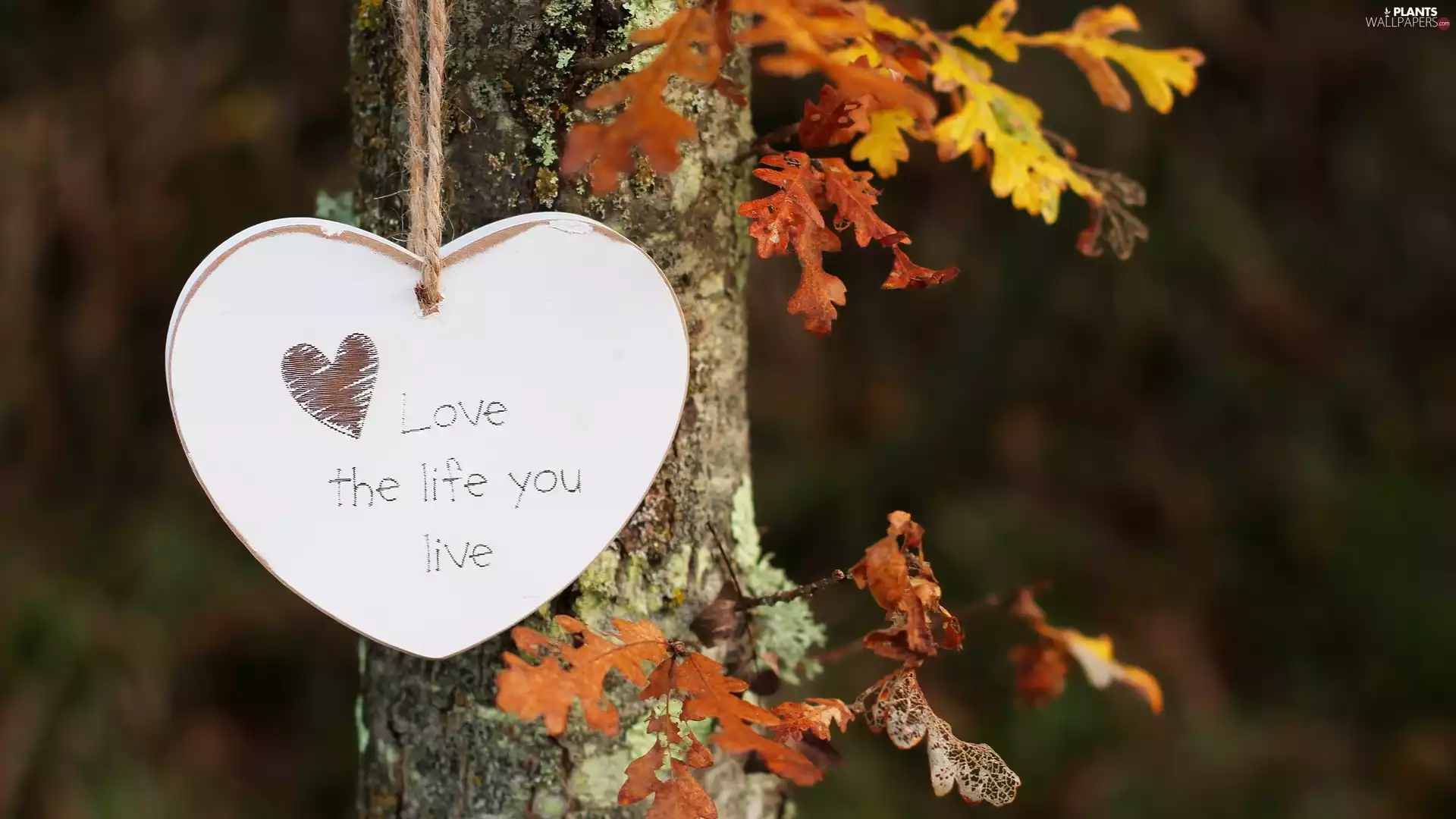 Leaf, oak, text, trunk, Heart