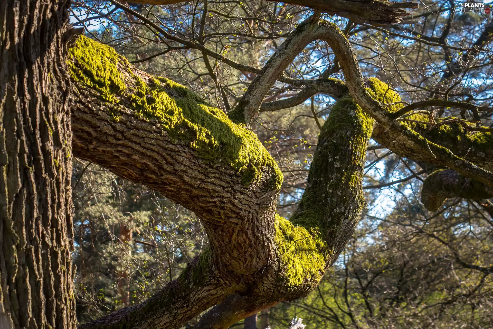 trees, mossy, branches, oak