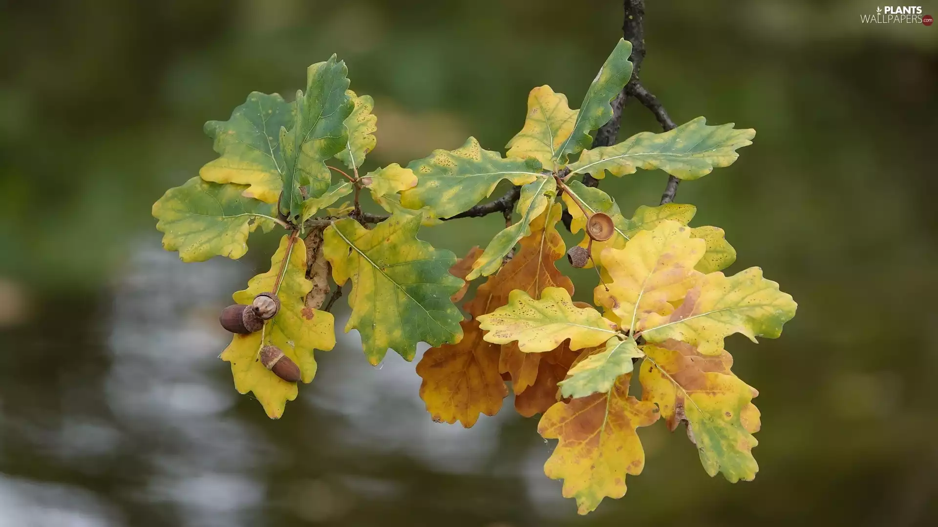 twig, Leaf, Acorns, oak