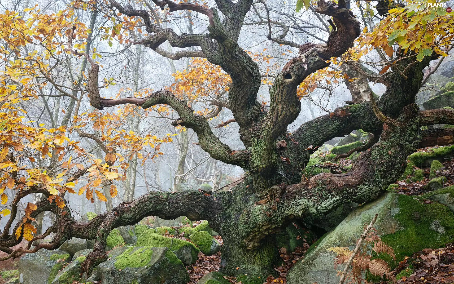 Stones, trees, Yellow, oak, old, Moss, Leaf