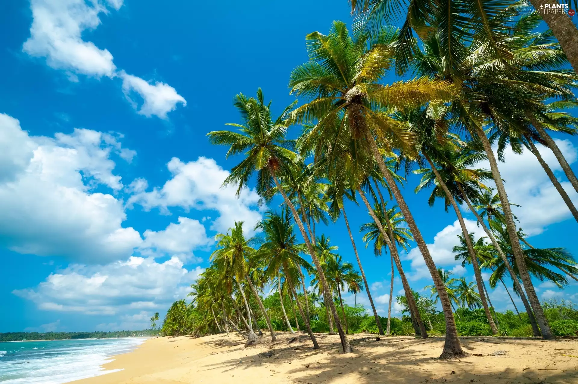 Ocean, Palms, Beaches