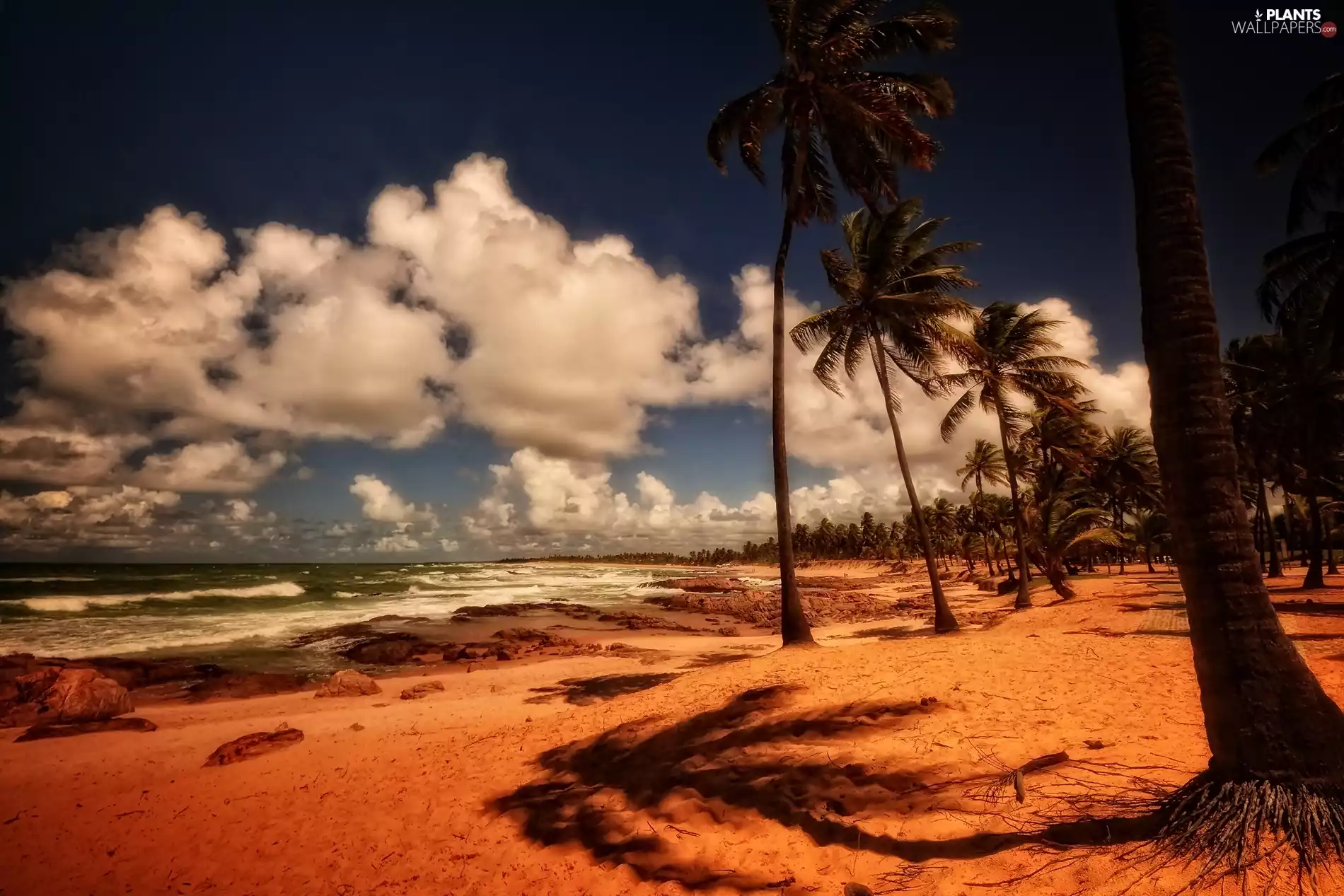 clouds, Beaches, Palms, Ocean