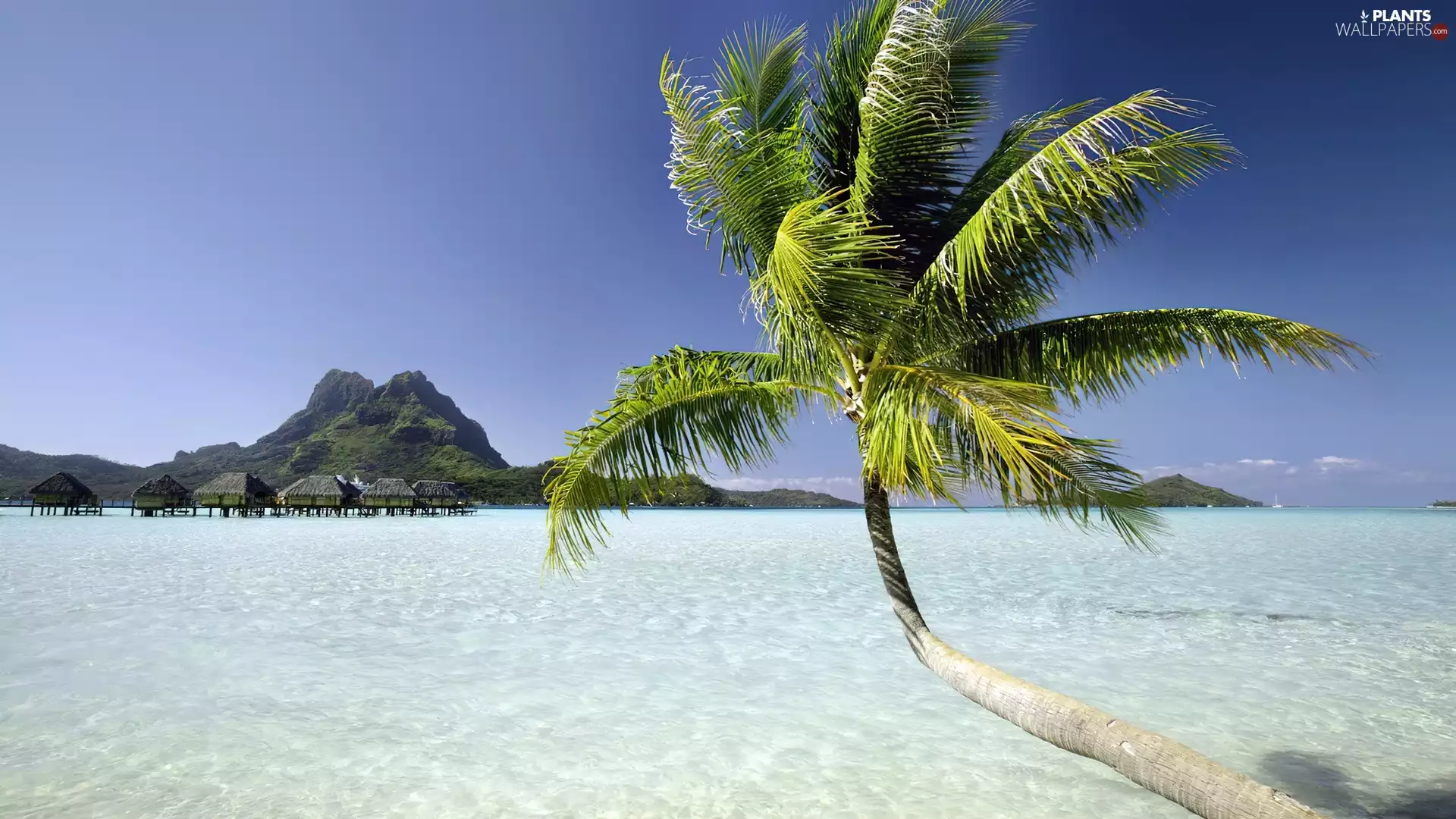 mountains, Palm, tropic, Ocean