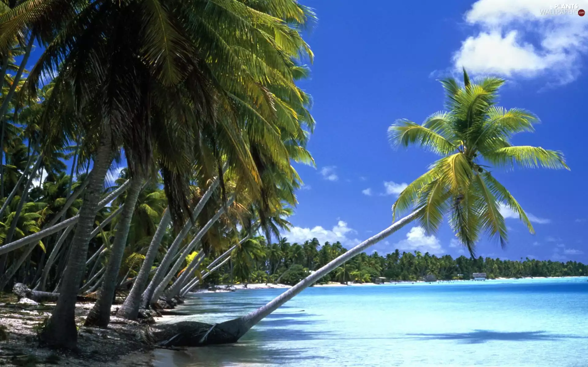 Ocean, Island, Palms