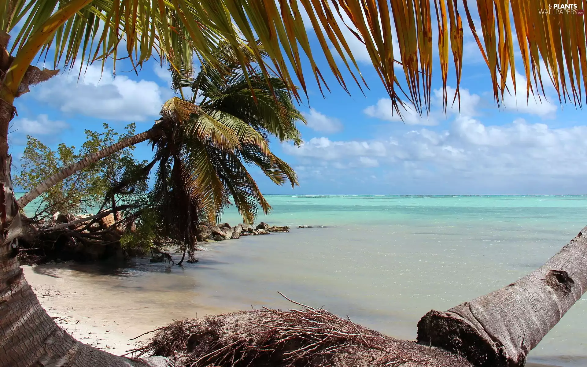 sea, inclined, Palms, Ocean