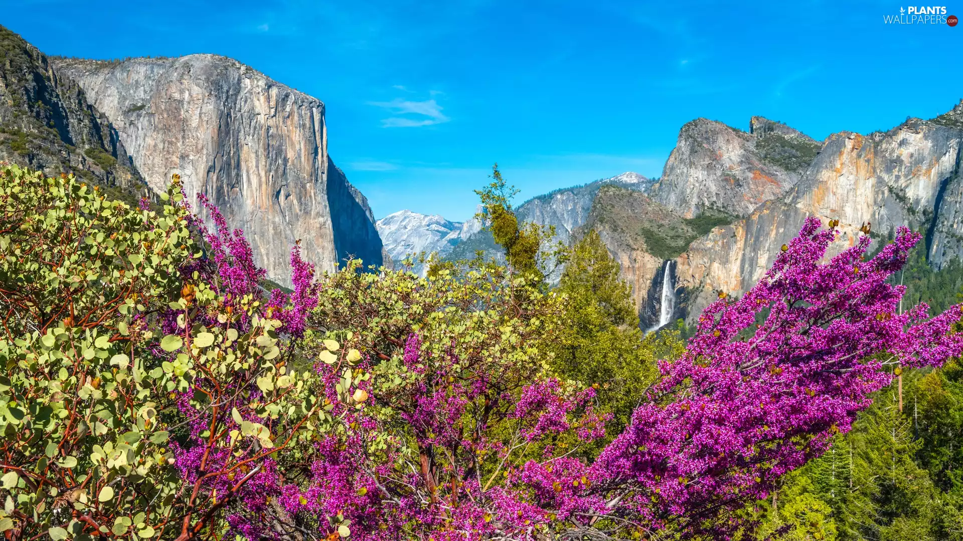viewes, Mountains, State of California, trees, Yosemite National Park, Bush, The United States