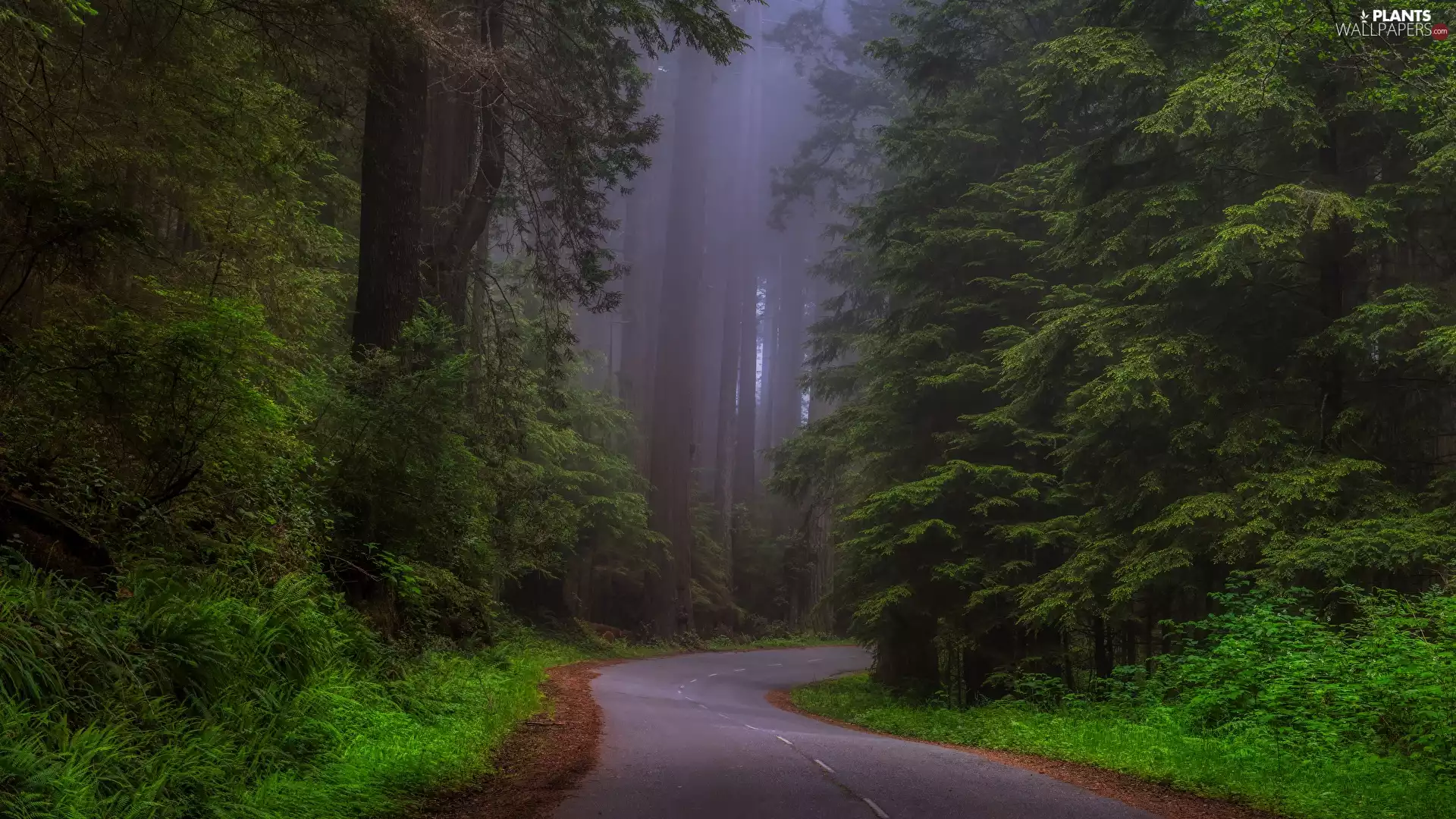 Redwood National Park, forest, Fog, trees, redwoods, State of California, The United States, viewes