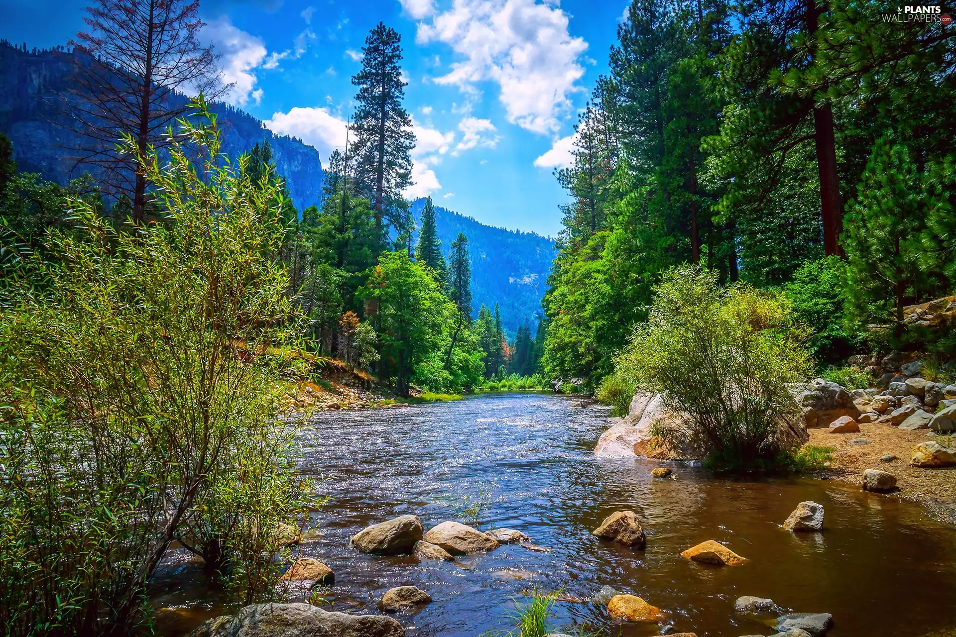 Yosemite National Park, River, forest, Mountains, viewes, State of California, The United States, trees