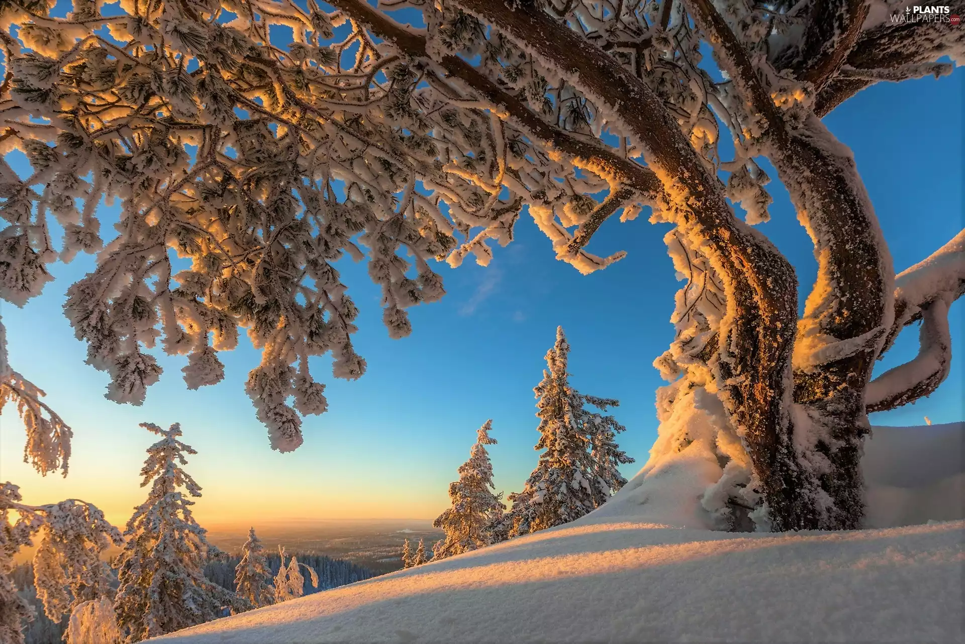 winter, North Karelia, trees, National Park of Koli, Finland, frosty, morning