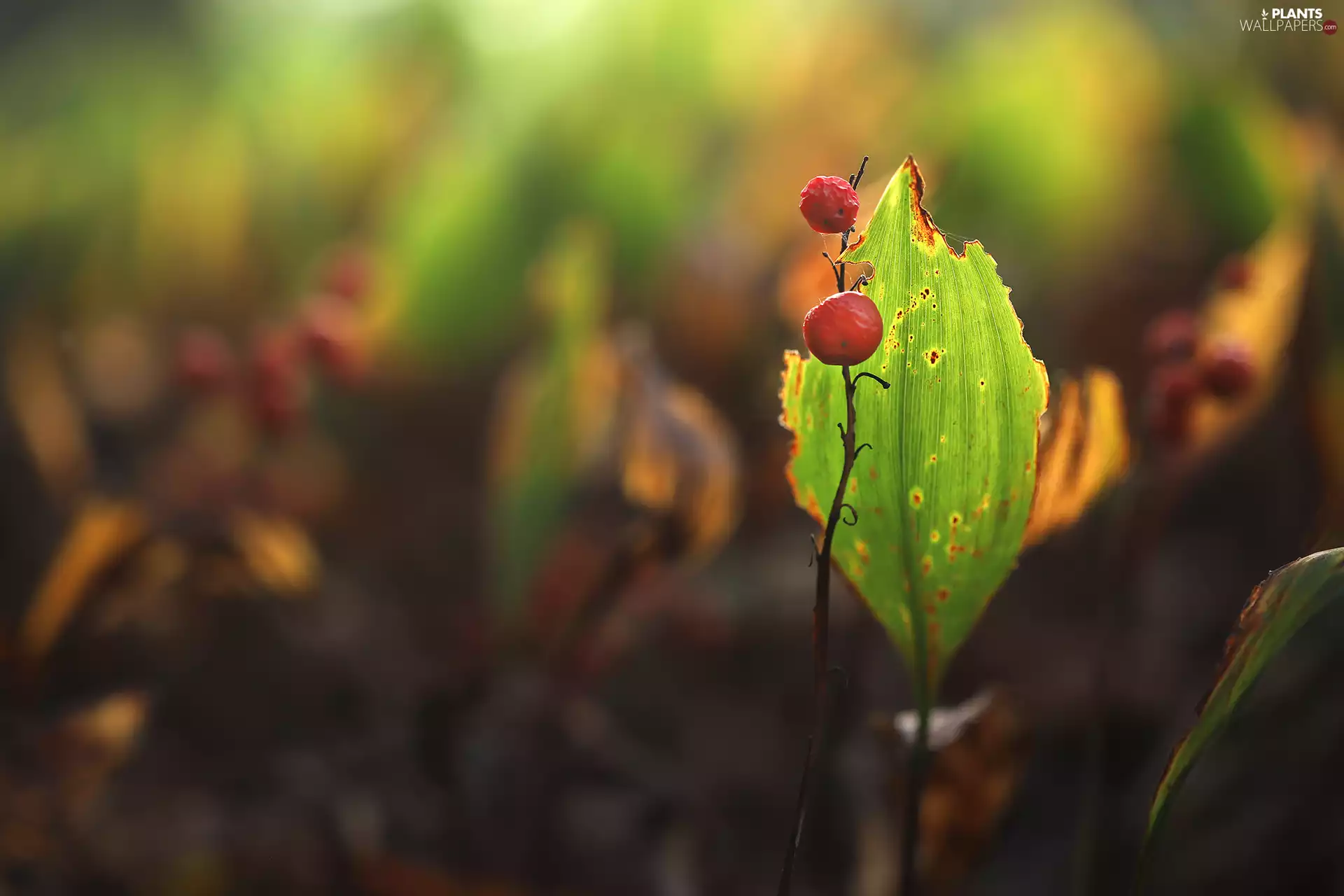 leaf, Fruits, lily of the Valley, Red