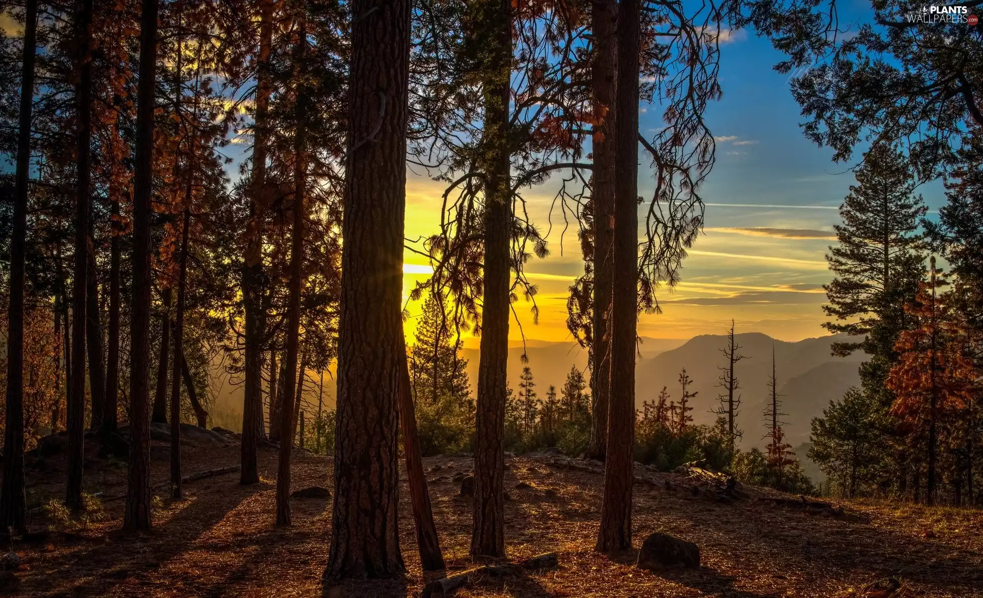 Yosemite National Park, trees, Mountains, viewes, Sunrise, State of California, The United States, forest
