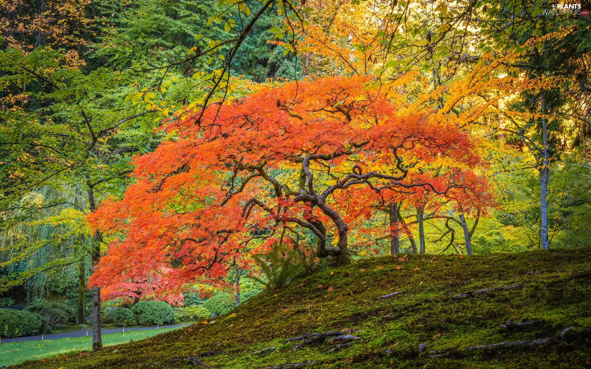 Portland, Japanese Garden, Maple Palm, trees, autumn, State of Oregon, The United States, viewes