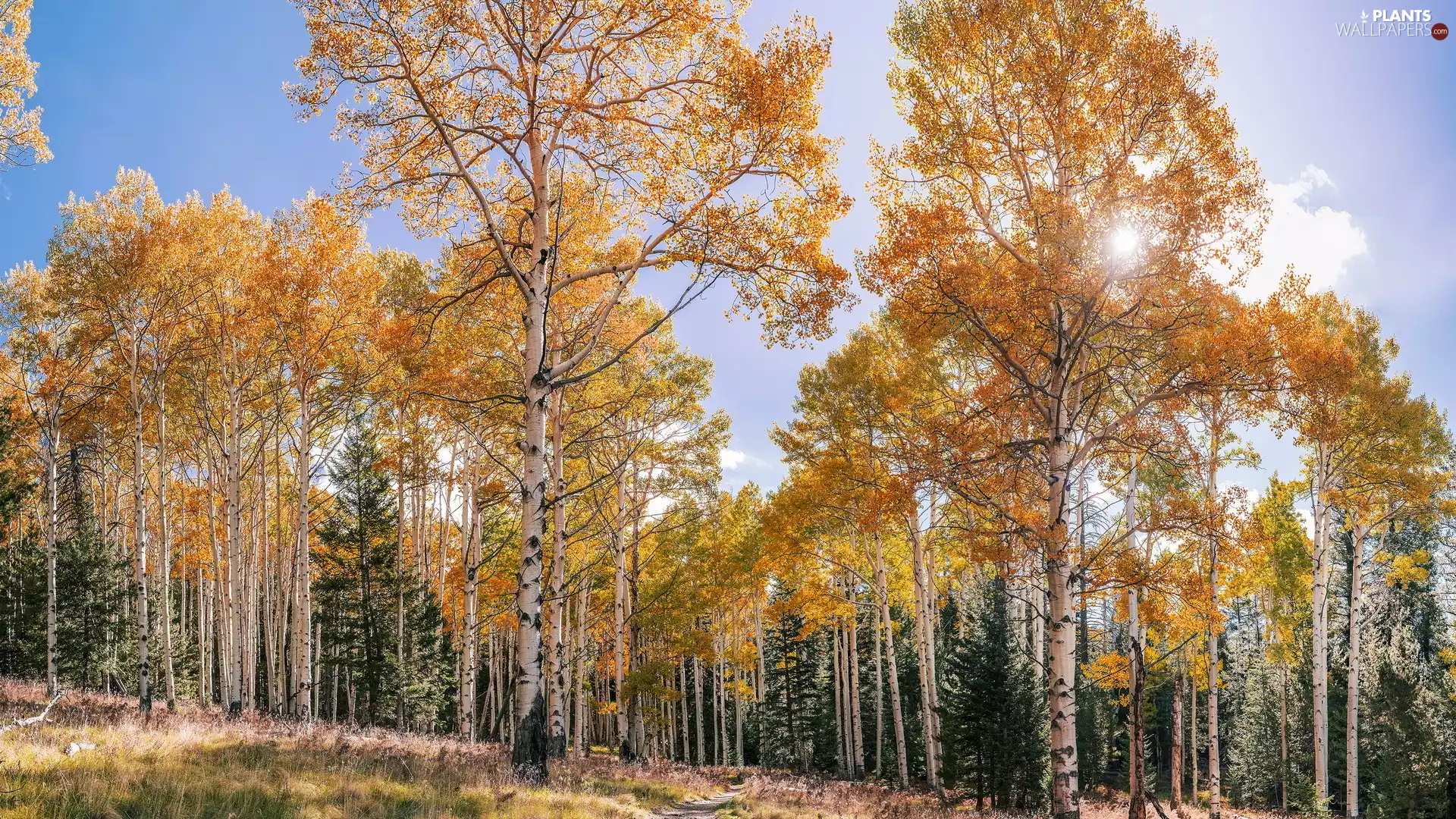 autumn, birch, rays of the Sun, forest