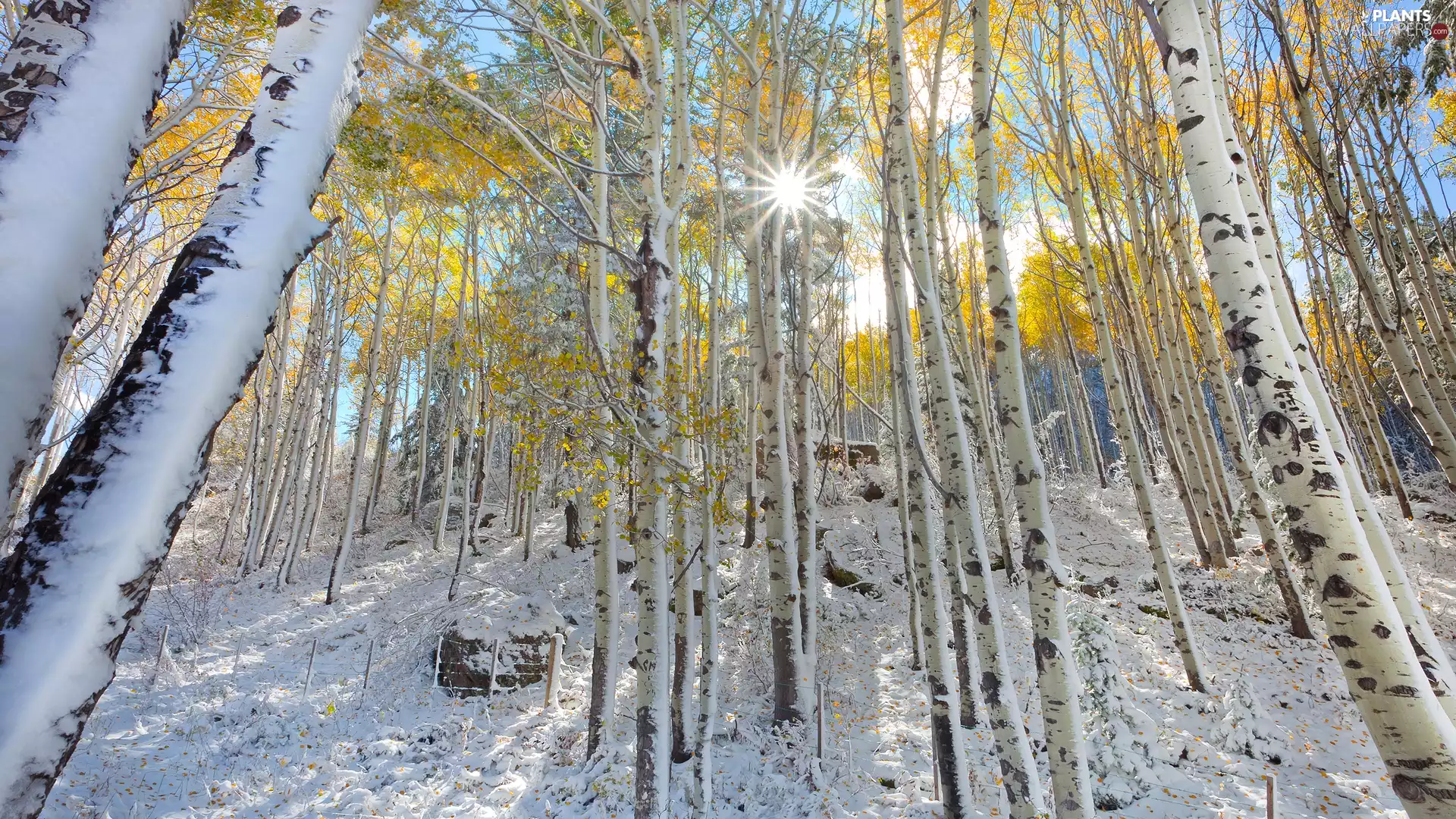 winter, birch, rays of the Sun, forest