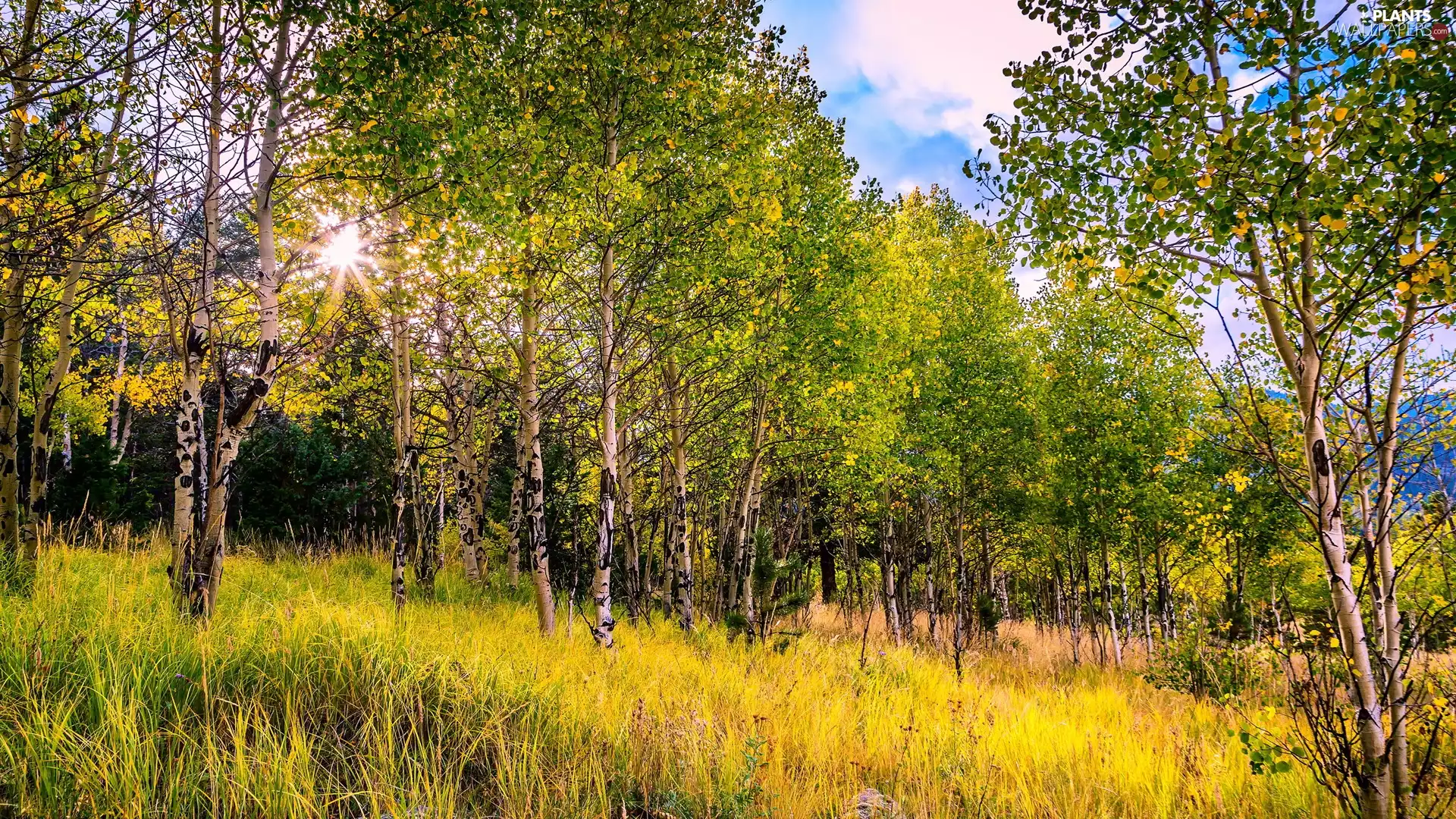 autumn, grass, rays of the Sun, birch