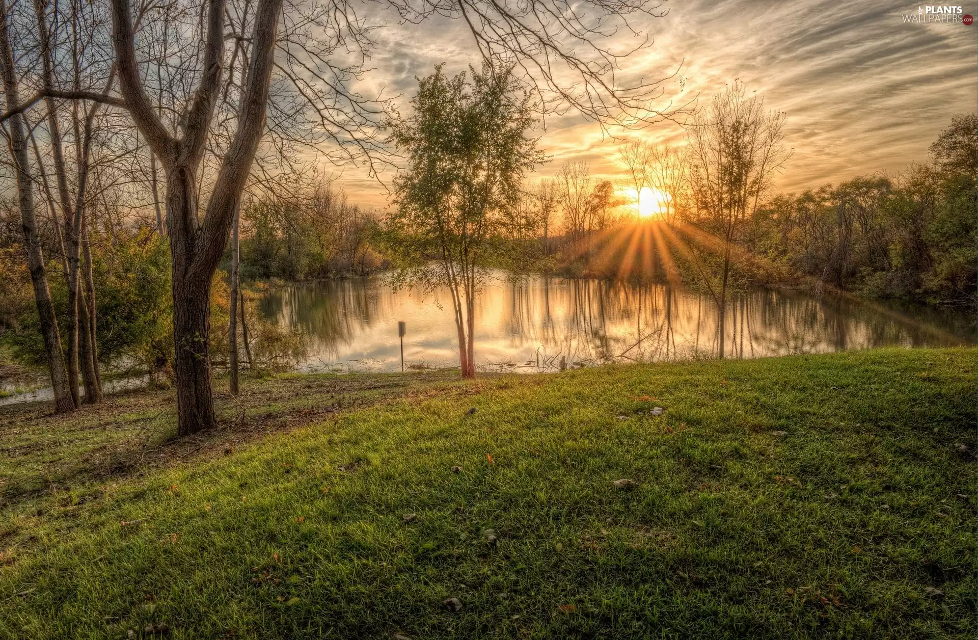 trees, lake, rays of the Sun, viewes